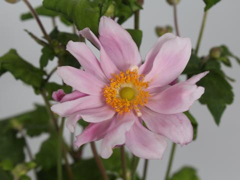 Anemone hybride (x) 'Mont-rose'