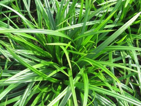 Carex morrowii 'Irish green'