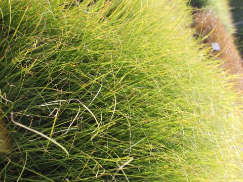 Carex flaggelifera 'Kiwi'