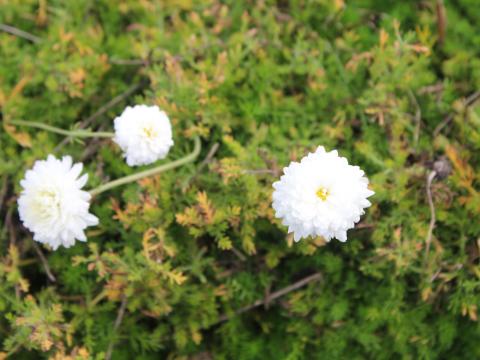 Chamaemelum nobile 'Ligulosum'
