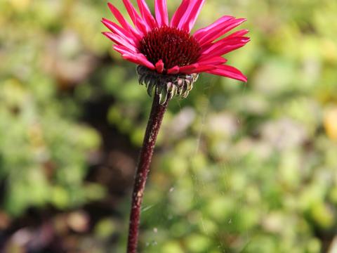 Echinacea purpurea 'Stiletto'