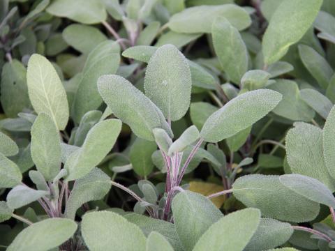 Salvia officinalis 'Growers Friend'