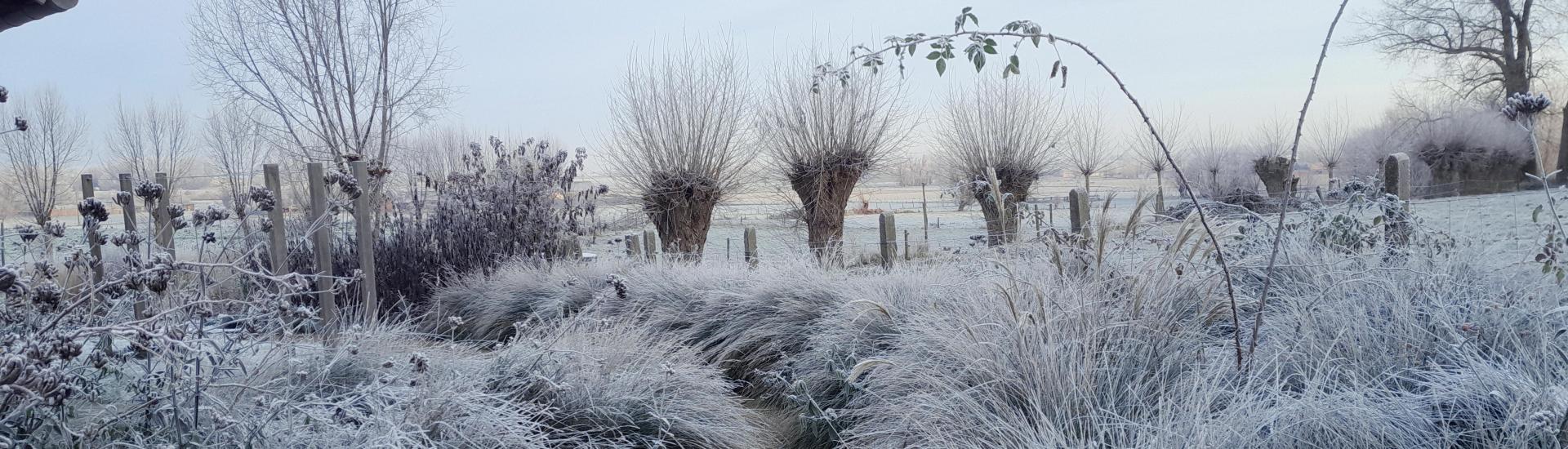 Winterbeeld