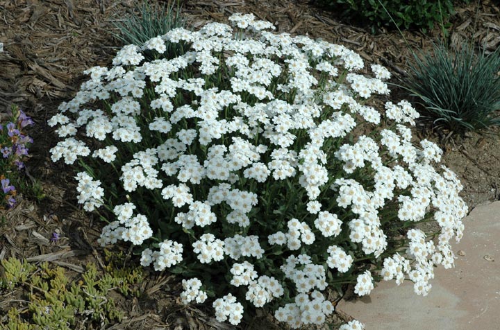 Achillea ageratifolia Achillea ageratifolia