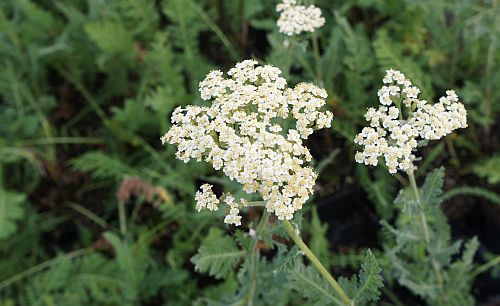 Achillea 'Alabaster' Achillea 'Alabaster'