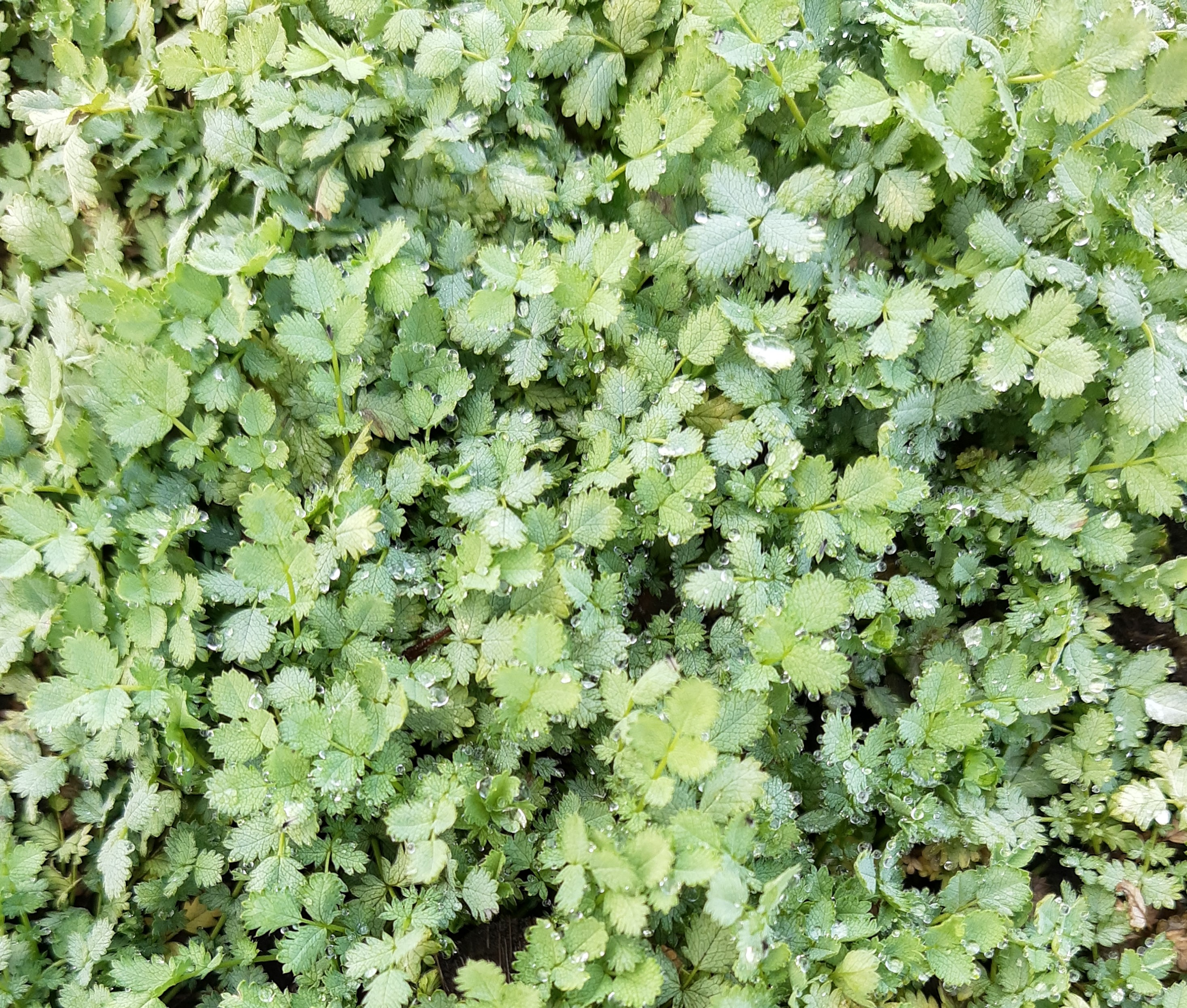 Acaena buchananii Acaena buchananii