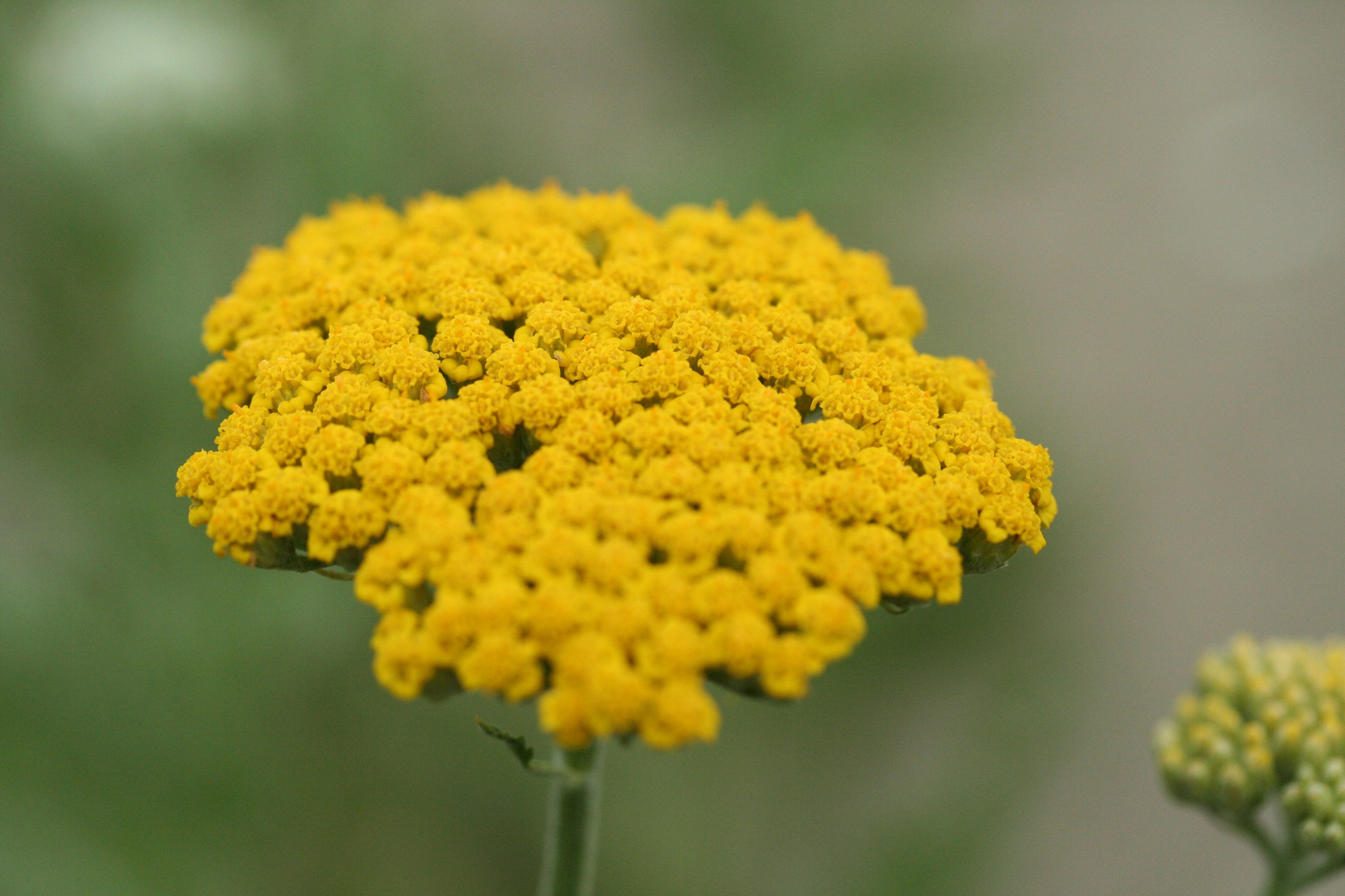 Achillea 'Coronation Gold' Achillea 'Coronation Gold'
