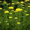 Achillea fillipendulina 'Cloth of Gold' Achillea fillipendulina 'Cloth of Gold'