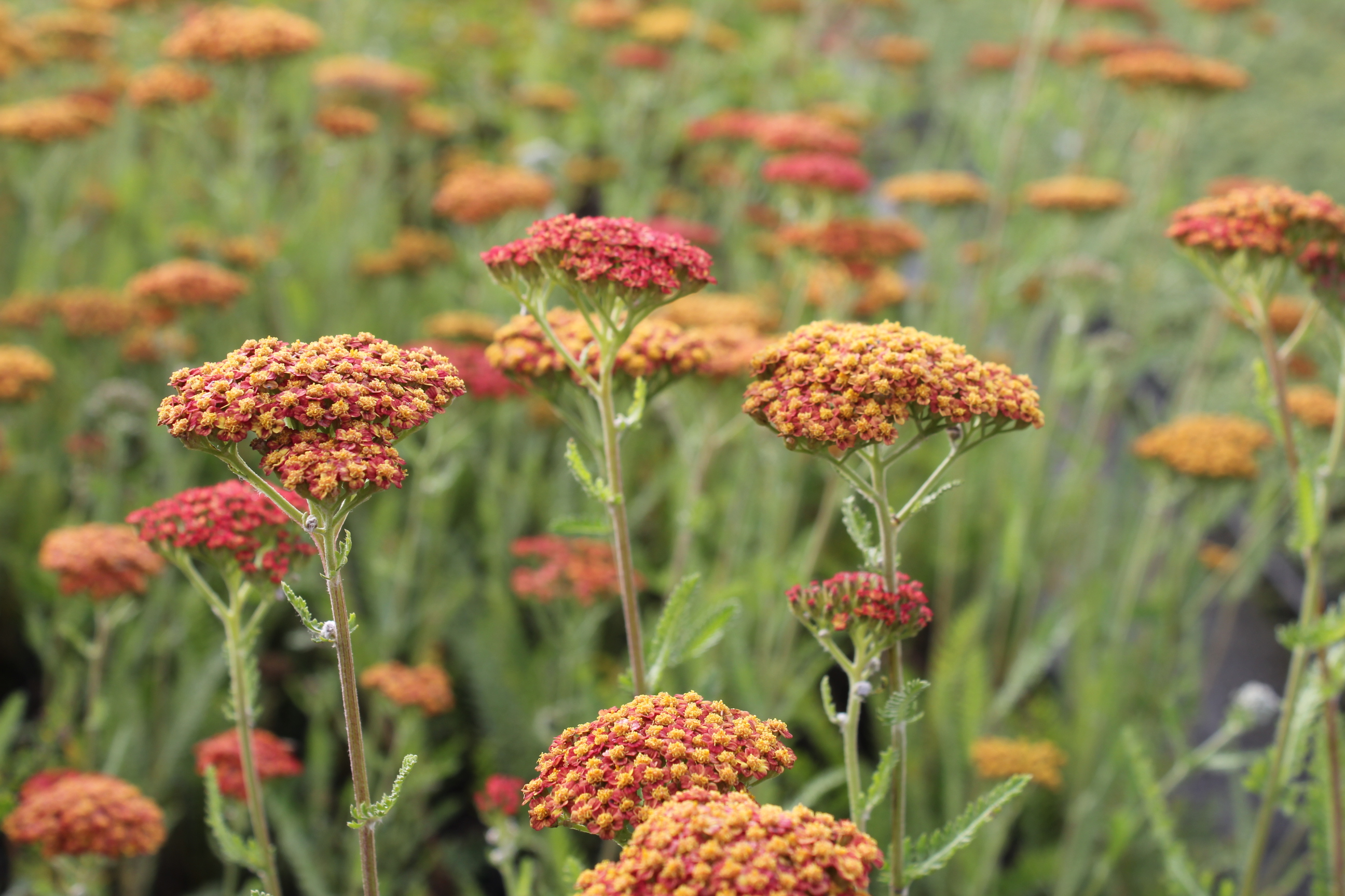 Achillea 'Feuerland' Achillea 'Feuerland'