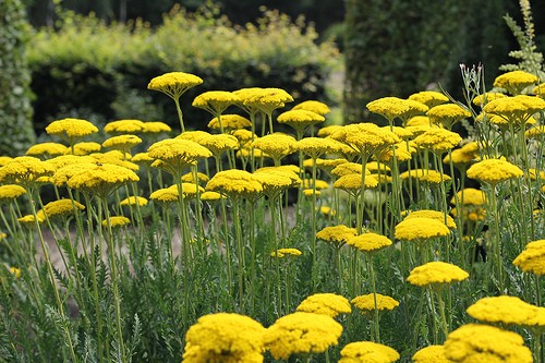 Achillea fillipendulina 'Parker's Variety' Achillea fillipendulina 'Parker's Variety'