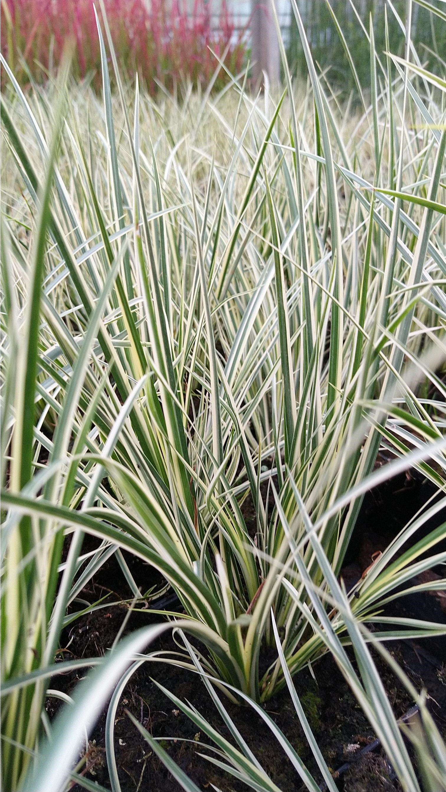 Acorus gramineus 'Variegatus' Acorus gramineus 'Variegatus'