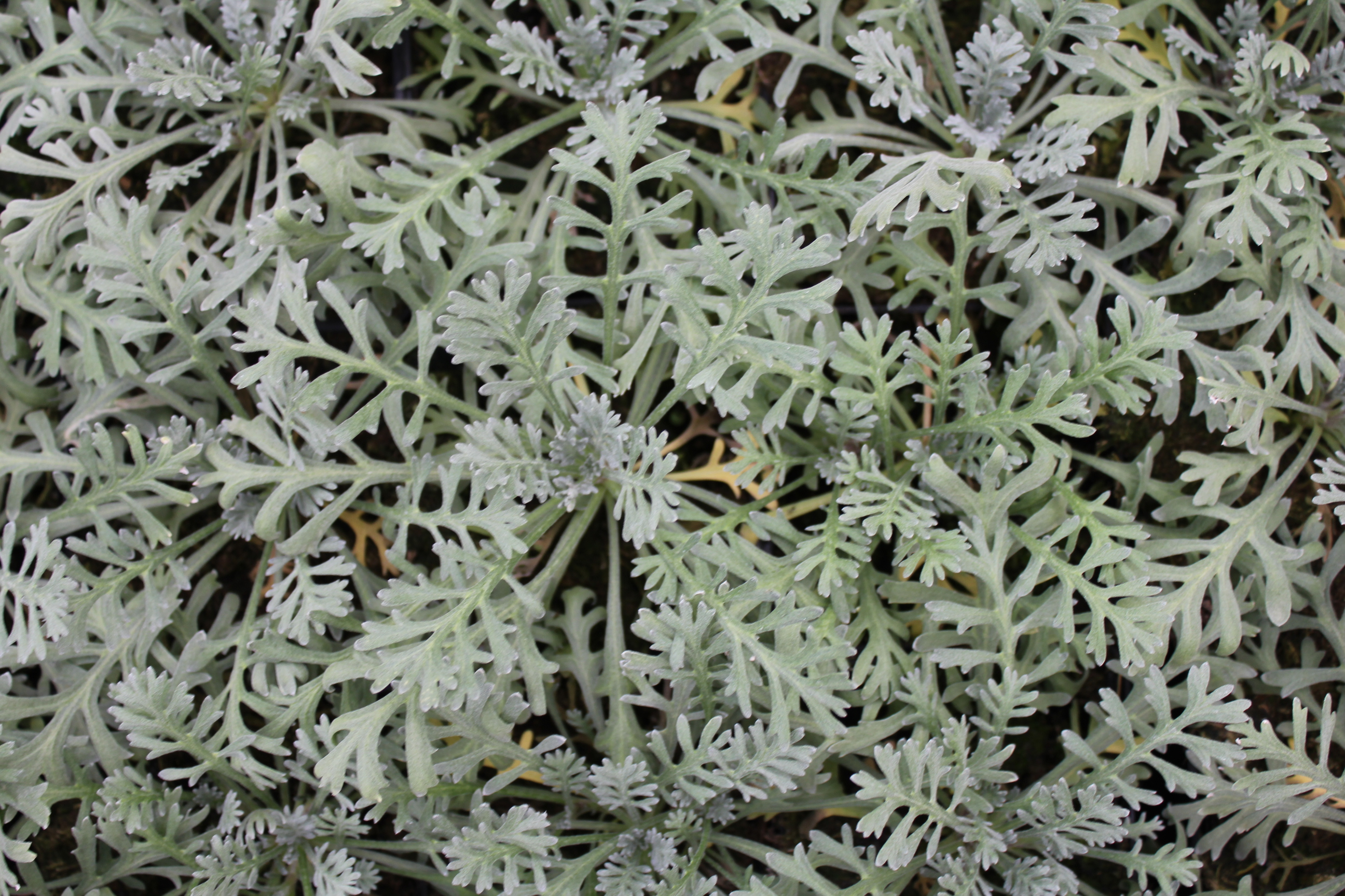 Achillea kellereri Achillea kellereri
