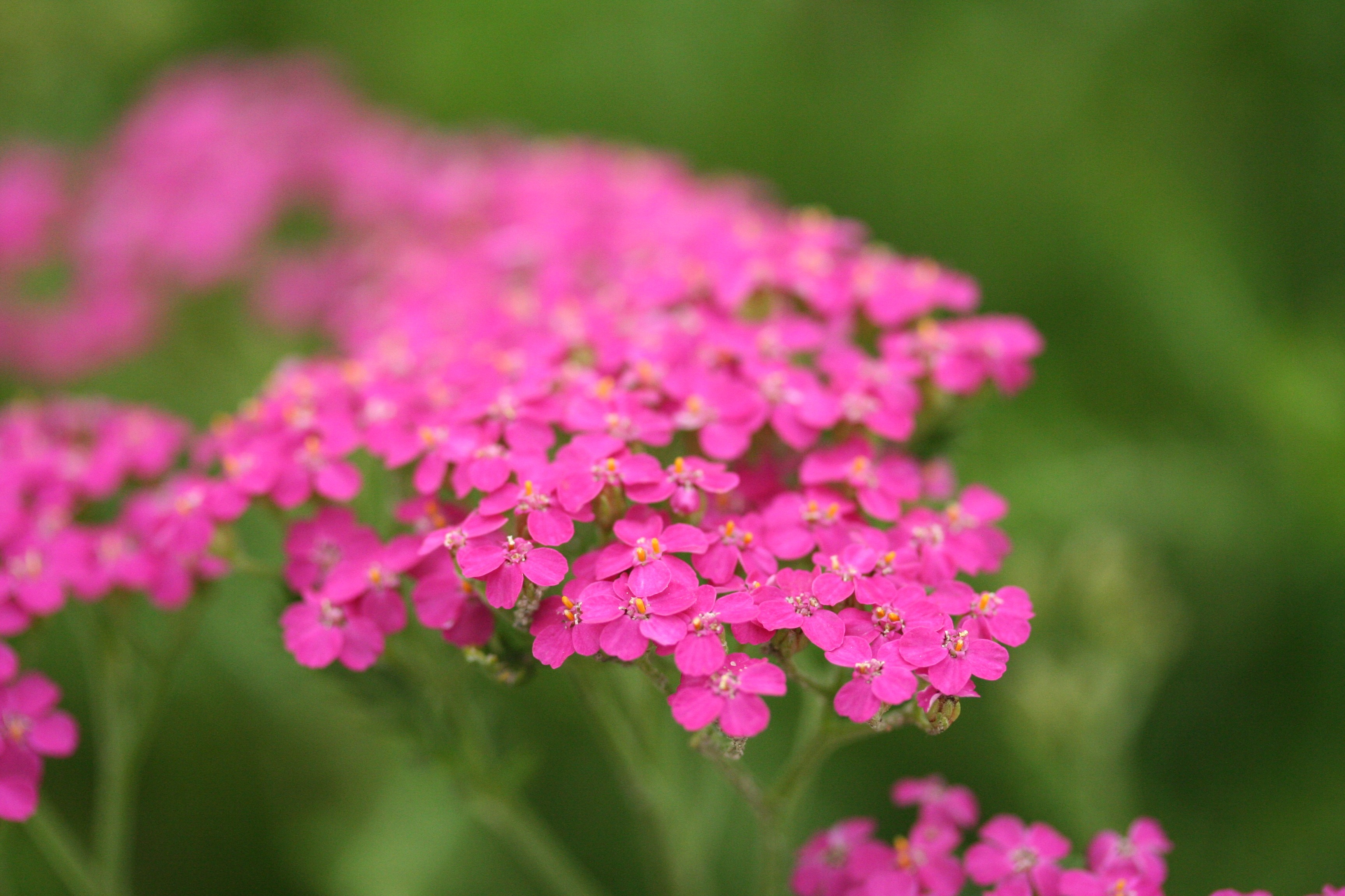 Achillea millefolium 'Cerise Queen' Achillea millefolium 'Cerise Queen'