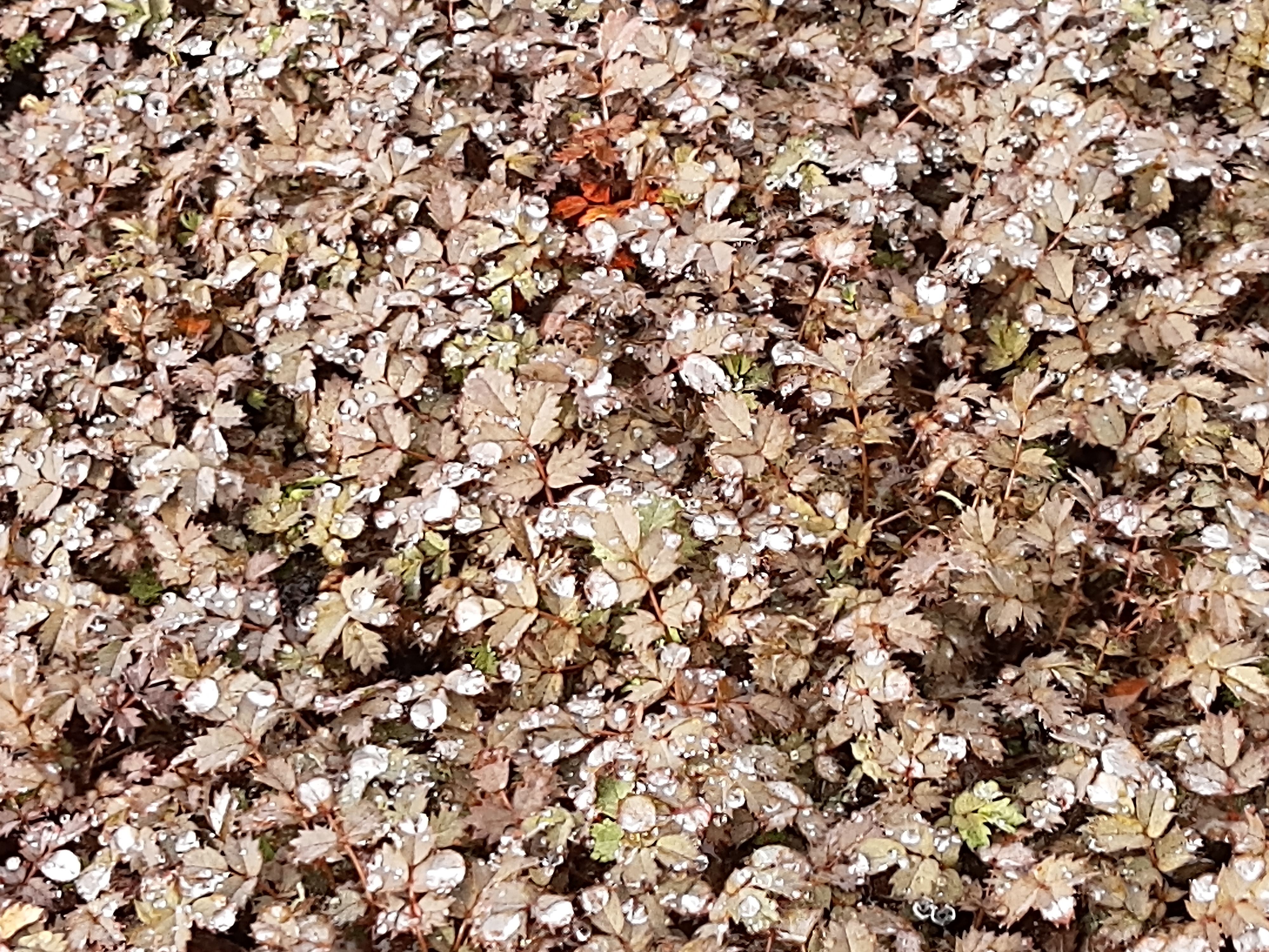 Acaena microphylla 'Kupferteppich' Acaena microphylla 'Kupferteppich'