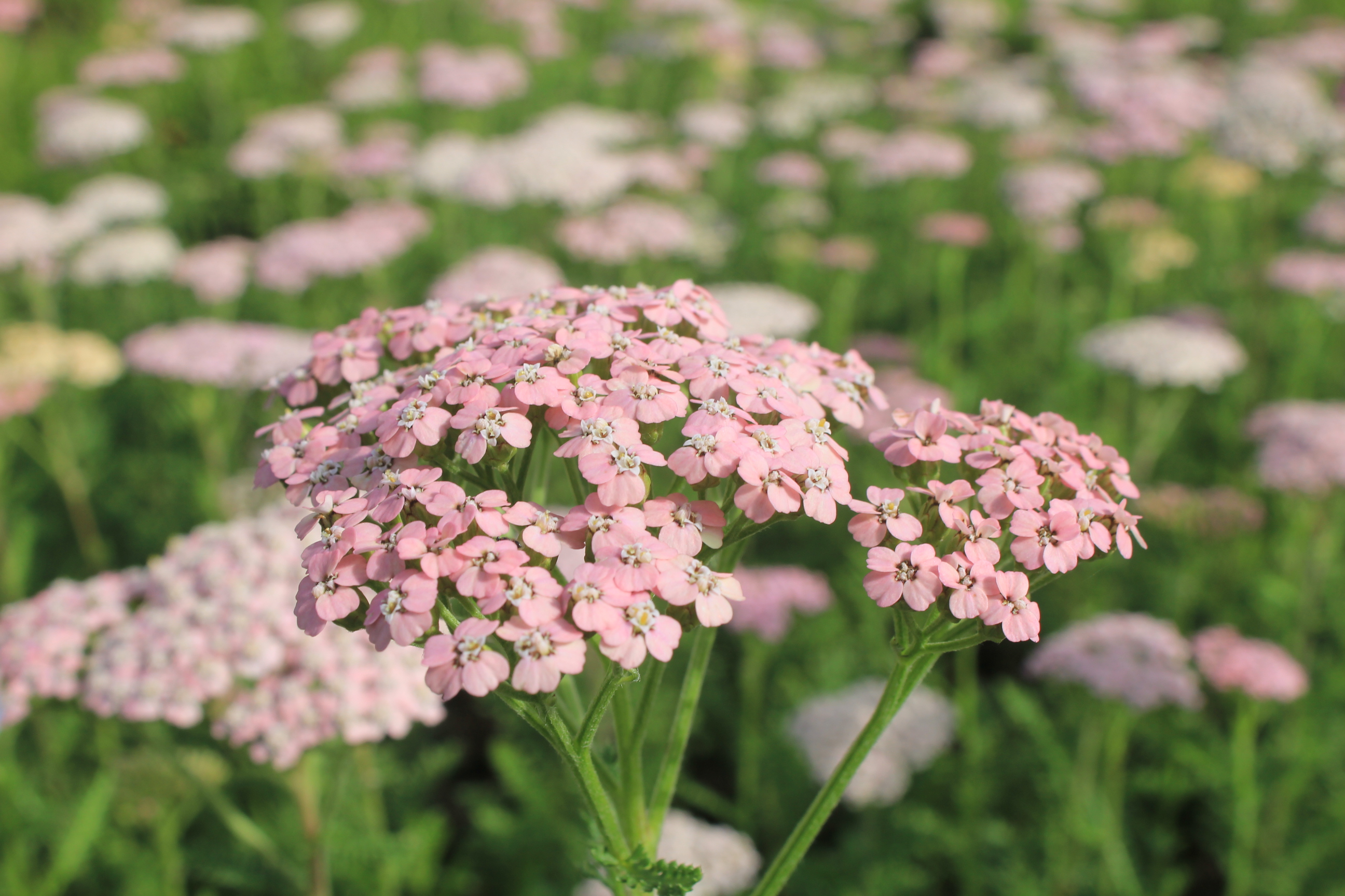 Achillea millefolium 'Lachschönheit' Achillea millefolium 'Lachschönheit'
