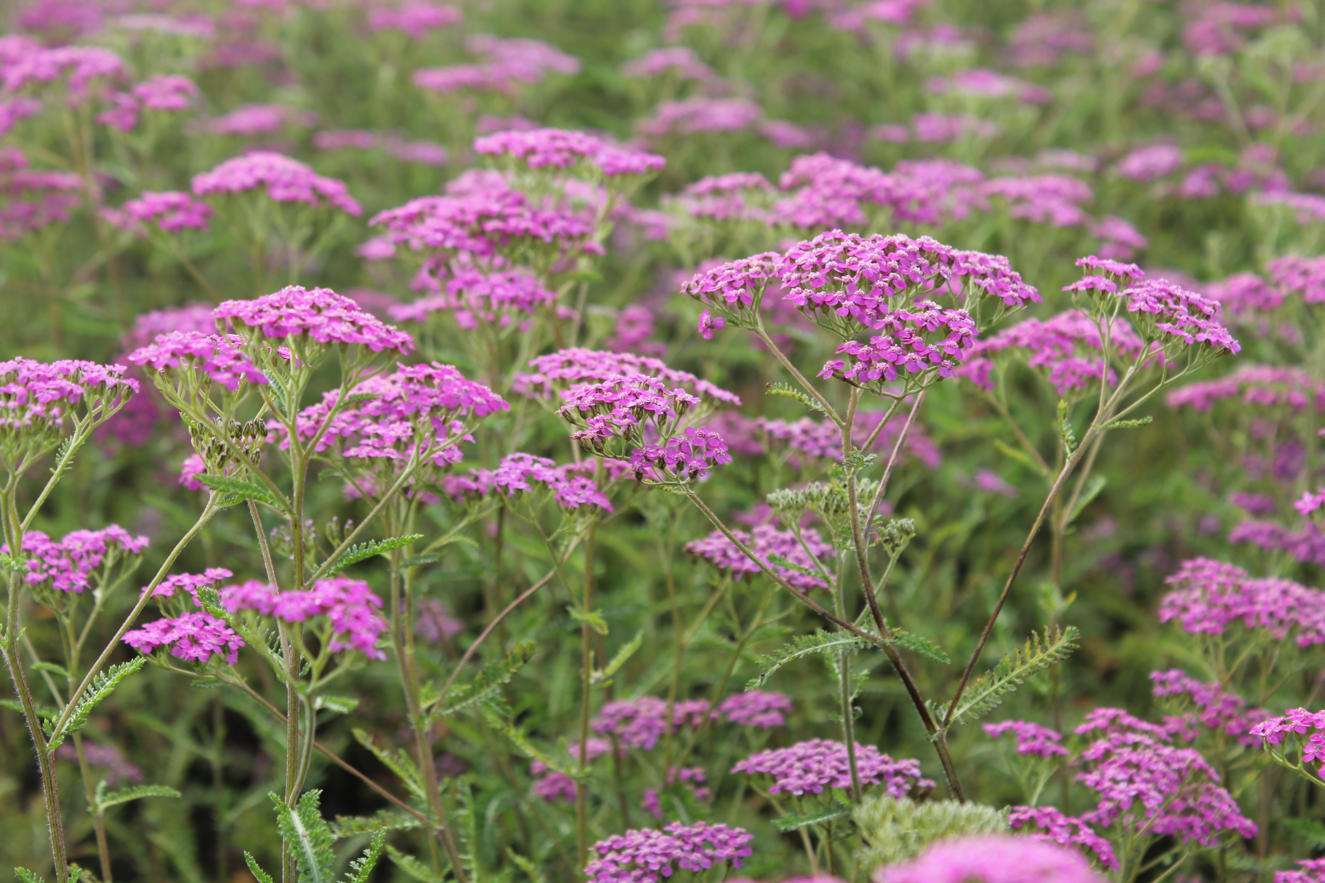 Achillea millefolium 'Lilac Beauty' Achillea millefolium 'Lilac Beauty'