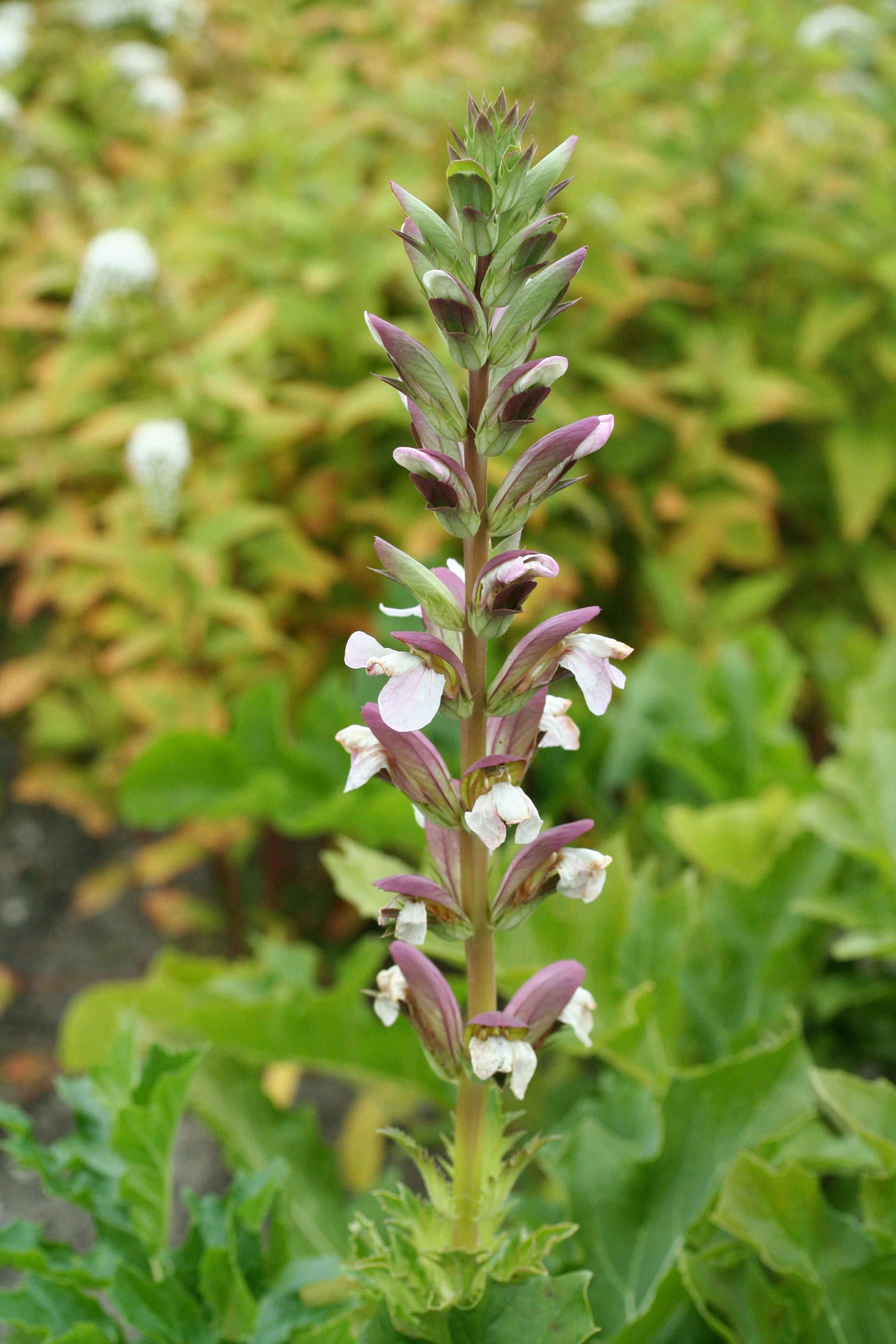 Acanthus mollis Acanthus mollis