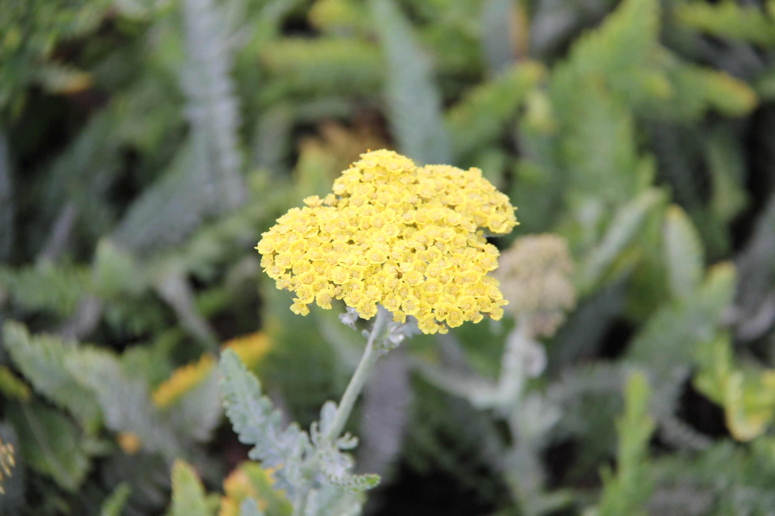 Achillea 'Moonshine' Achillea 'Moonshine'