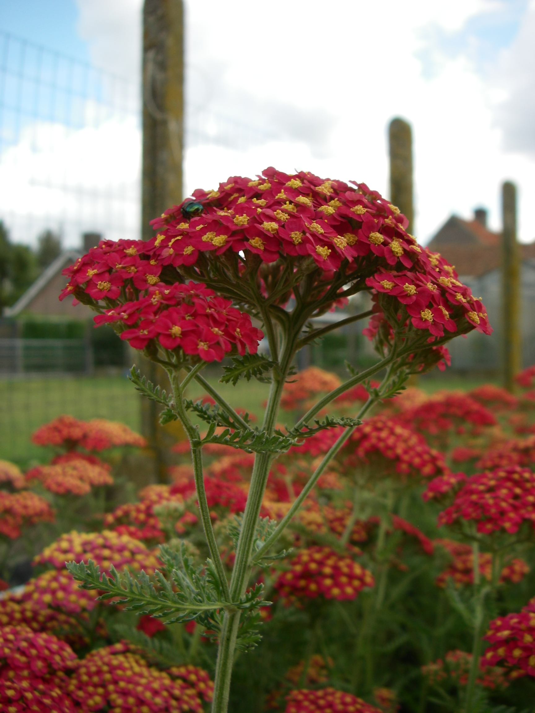 Achillea millefolium 'Paprika' Achillea millefolium 'Paprika'