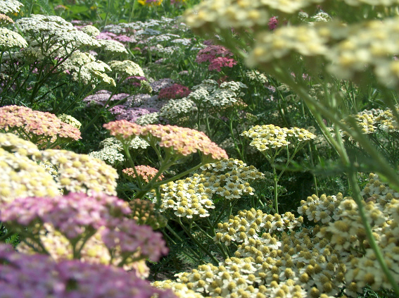 Achillea millefolium 'Summer Pastels' Achillea millefolium 'Summer Pastels'