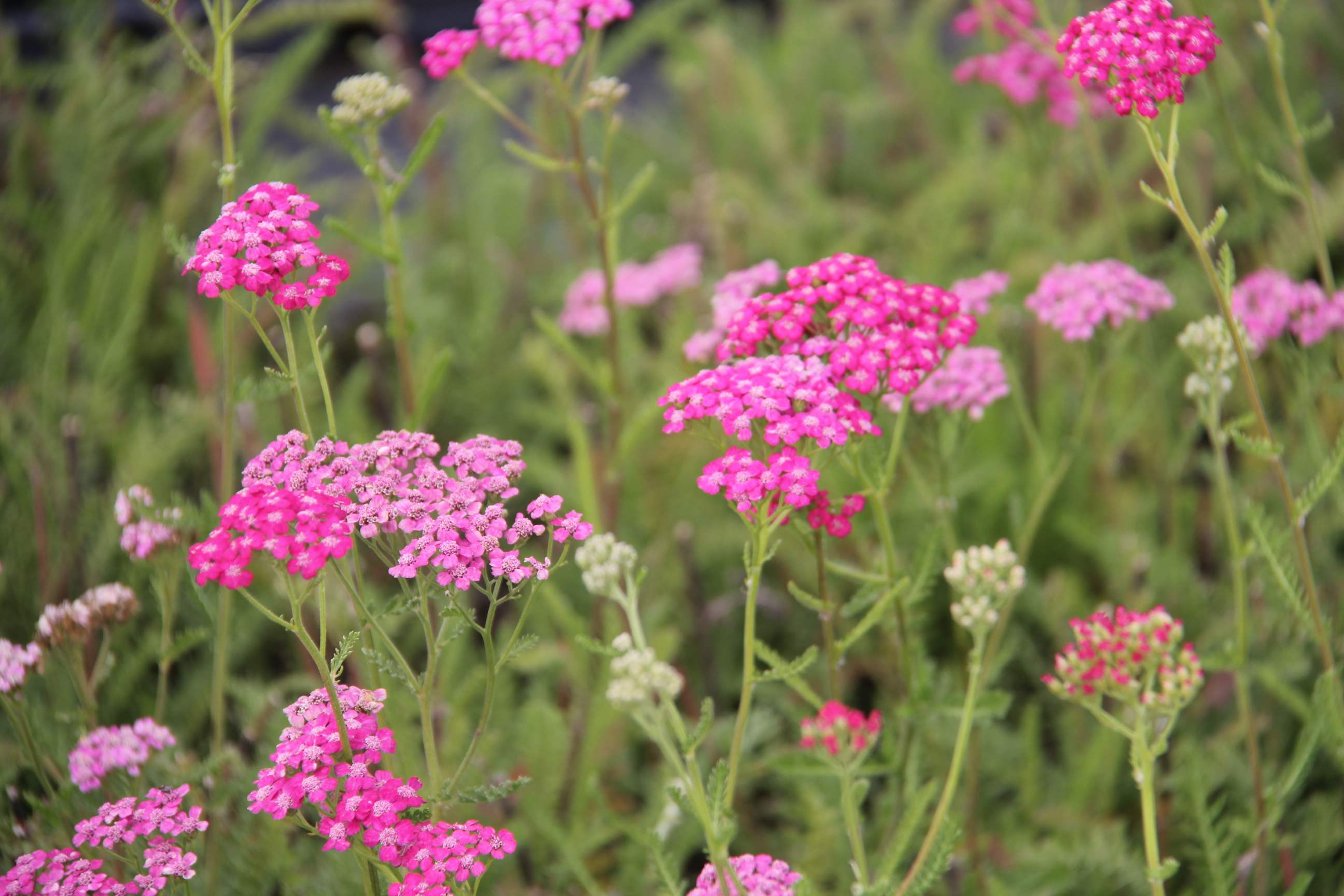 Achillea millefolium 'Summerwine' Achillea millefolium 'Summerwine'