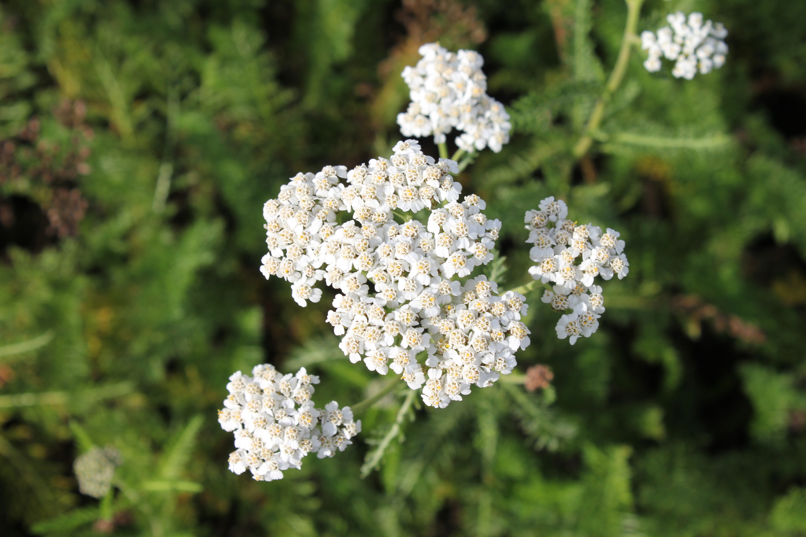 Achillea millefolium 'White Beauty' Achillea millefolium 'White Beauty'