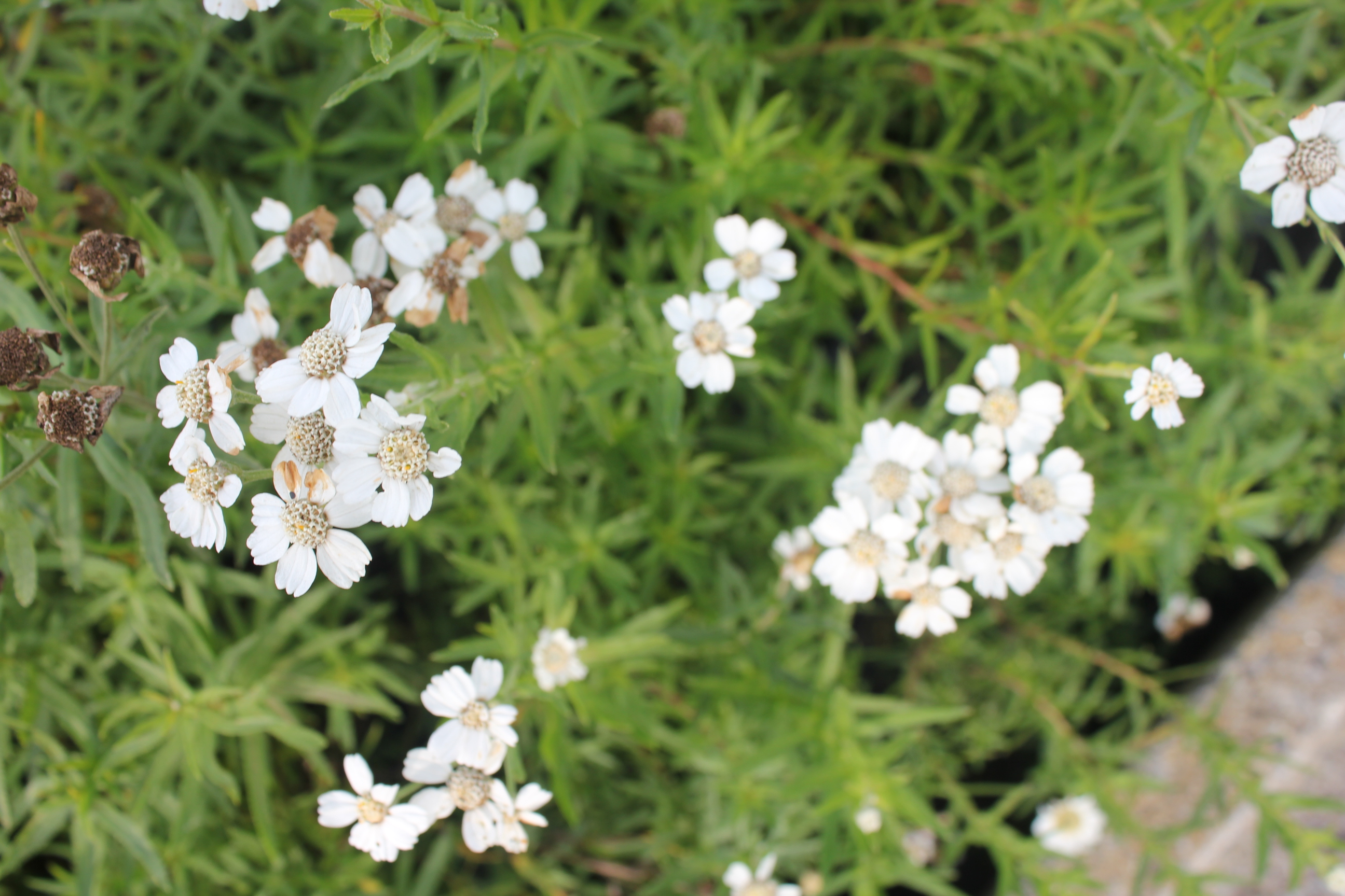 Achillea ptarmica Achillea ptarmica
