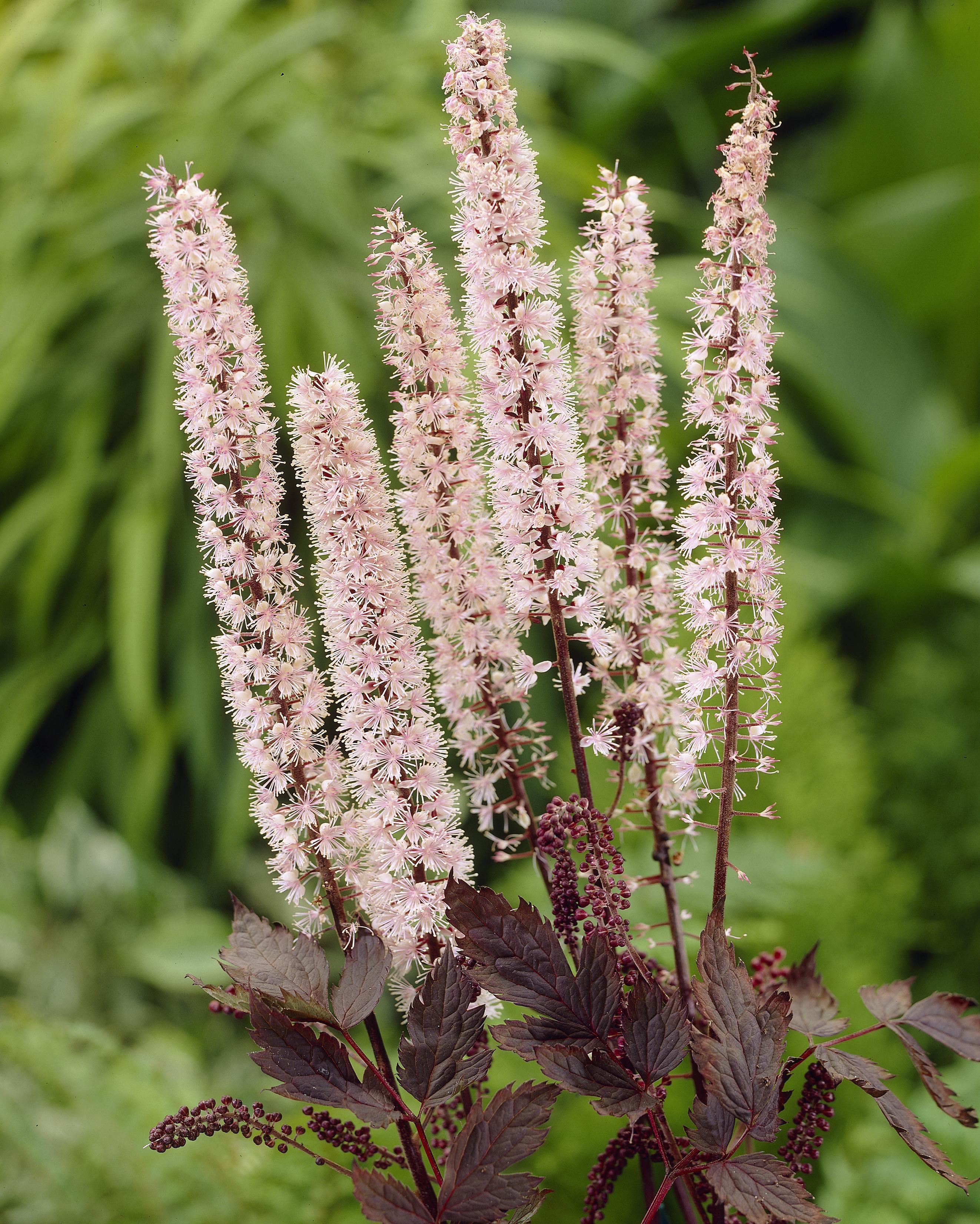 Actaea simplex 'Pink Spike' Actaea simplex 'Pink Spike'
