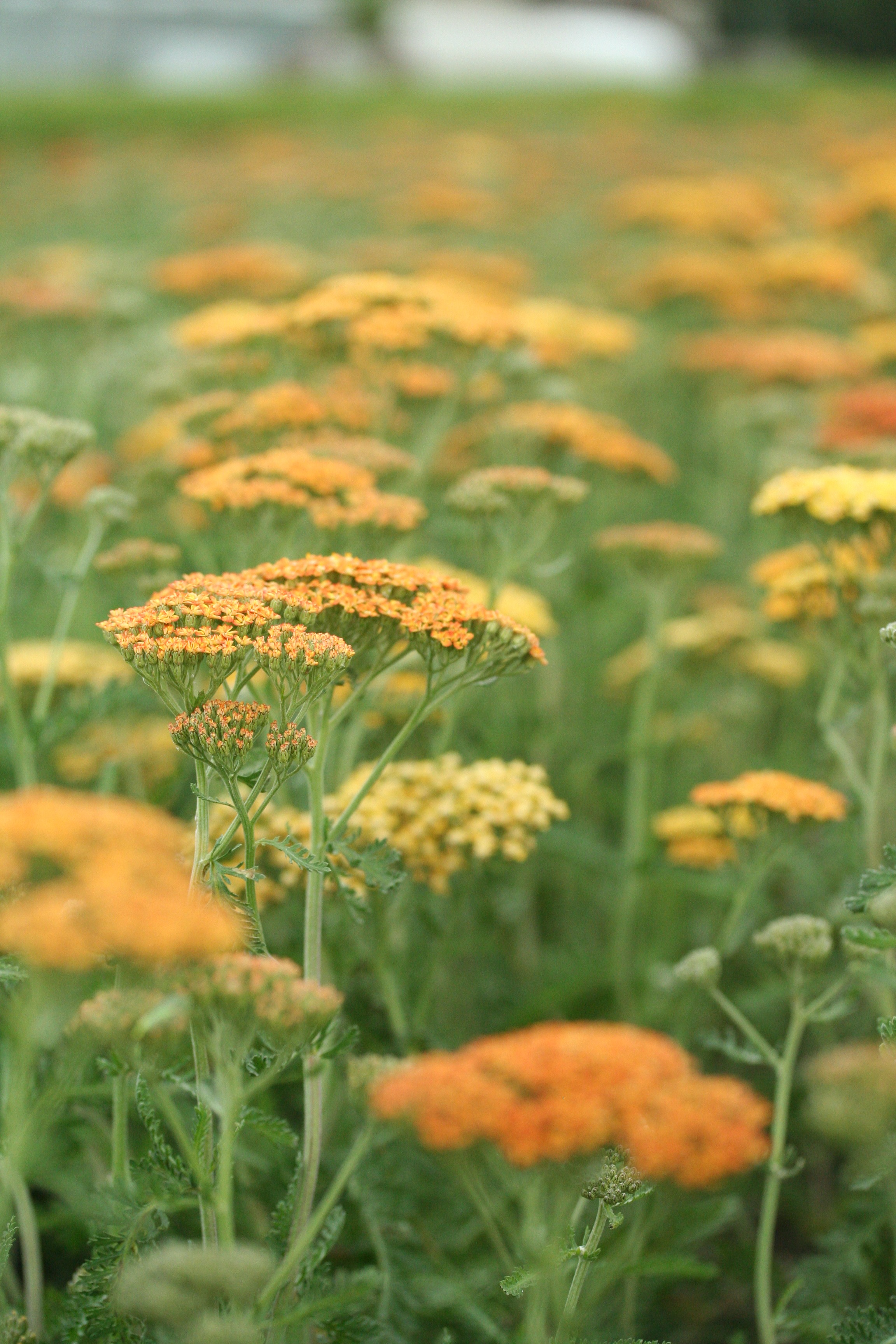 Achillea 'Terracotta' Achillea 'Terracotta'