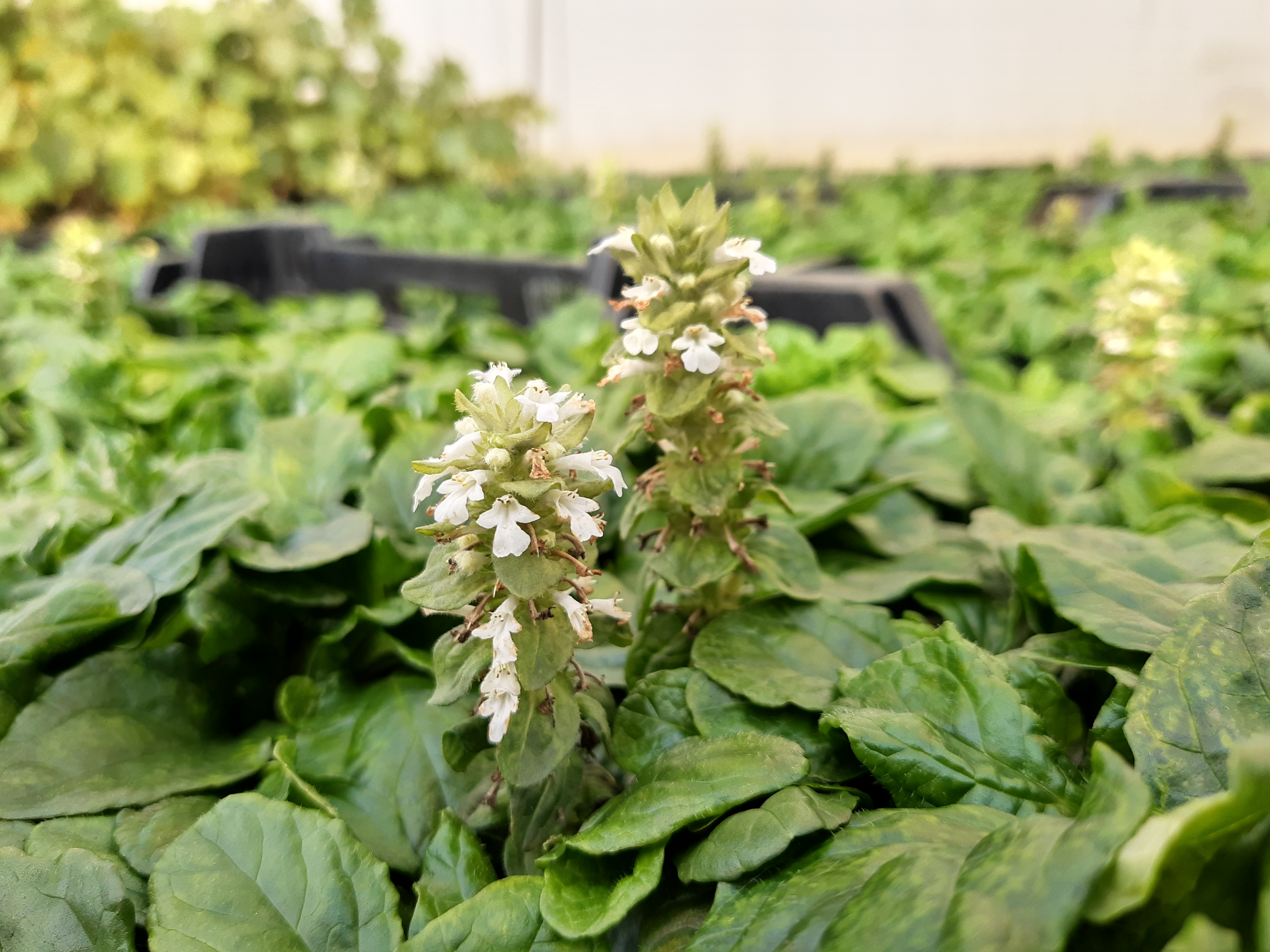 Ajuga reptans 'Alba' Ajuga reptans 'Alba'