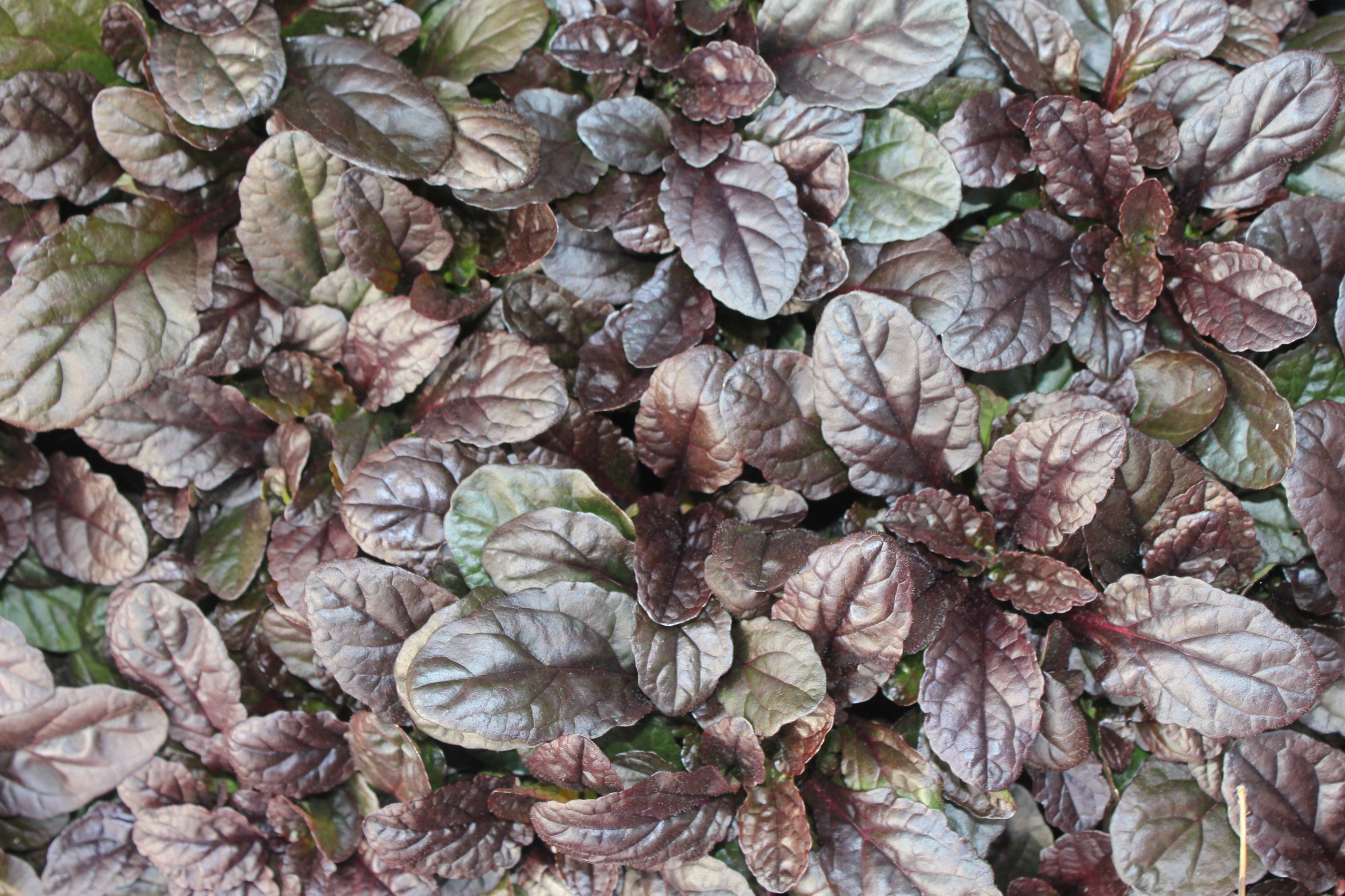 Ajuga reptans 'Atropurpurea' Ajuga reptans 'Atropurpurea'