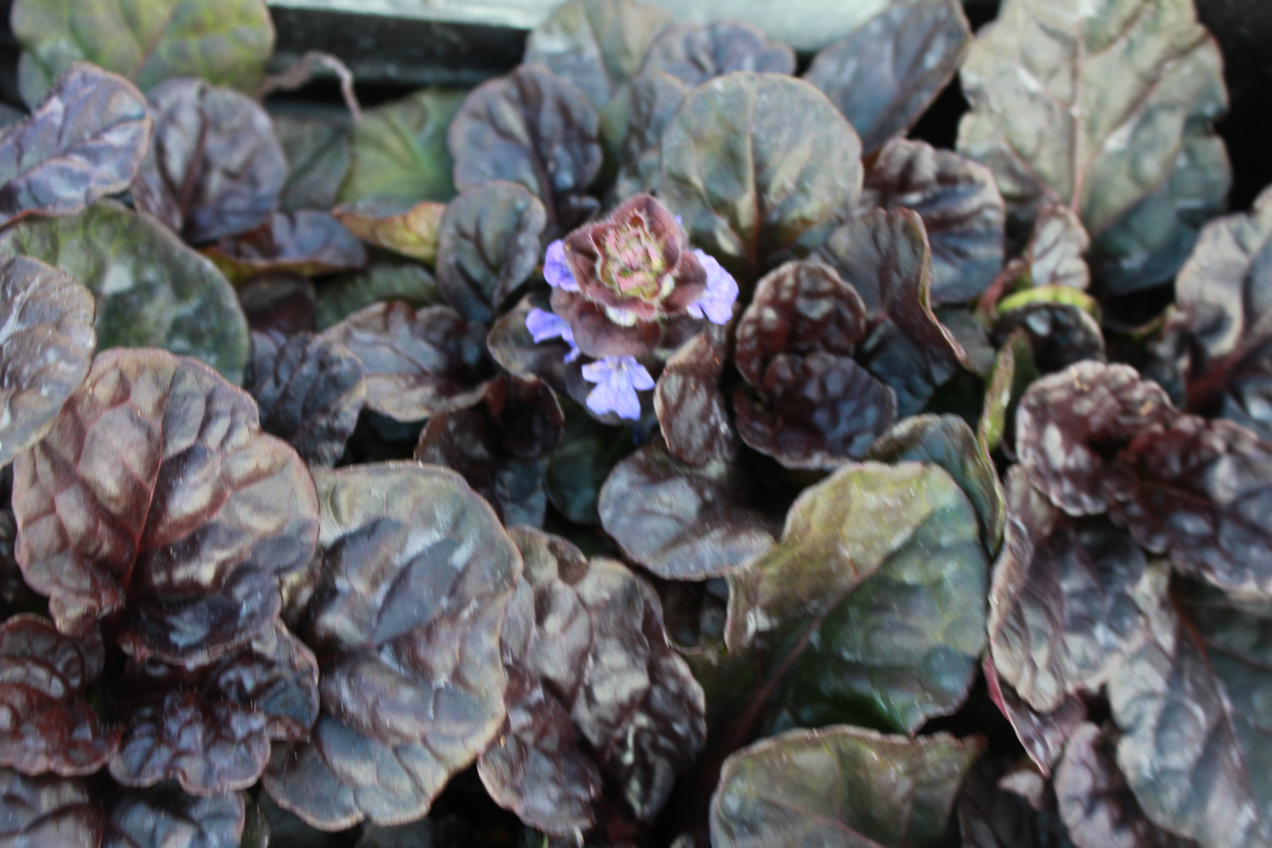 Ajuga reptans 'Black Scallop' ® Ajuga reptans 'Black Scallop' ®