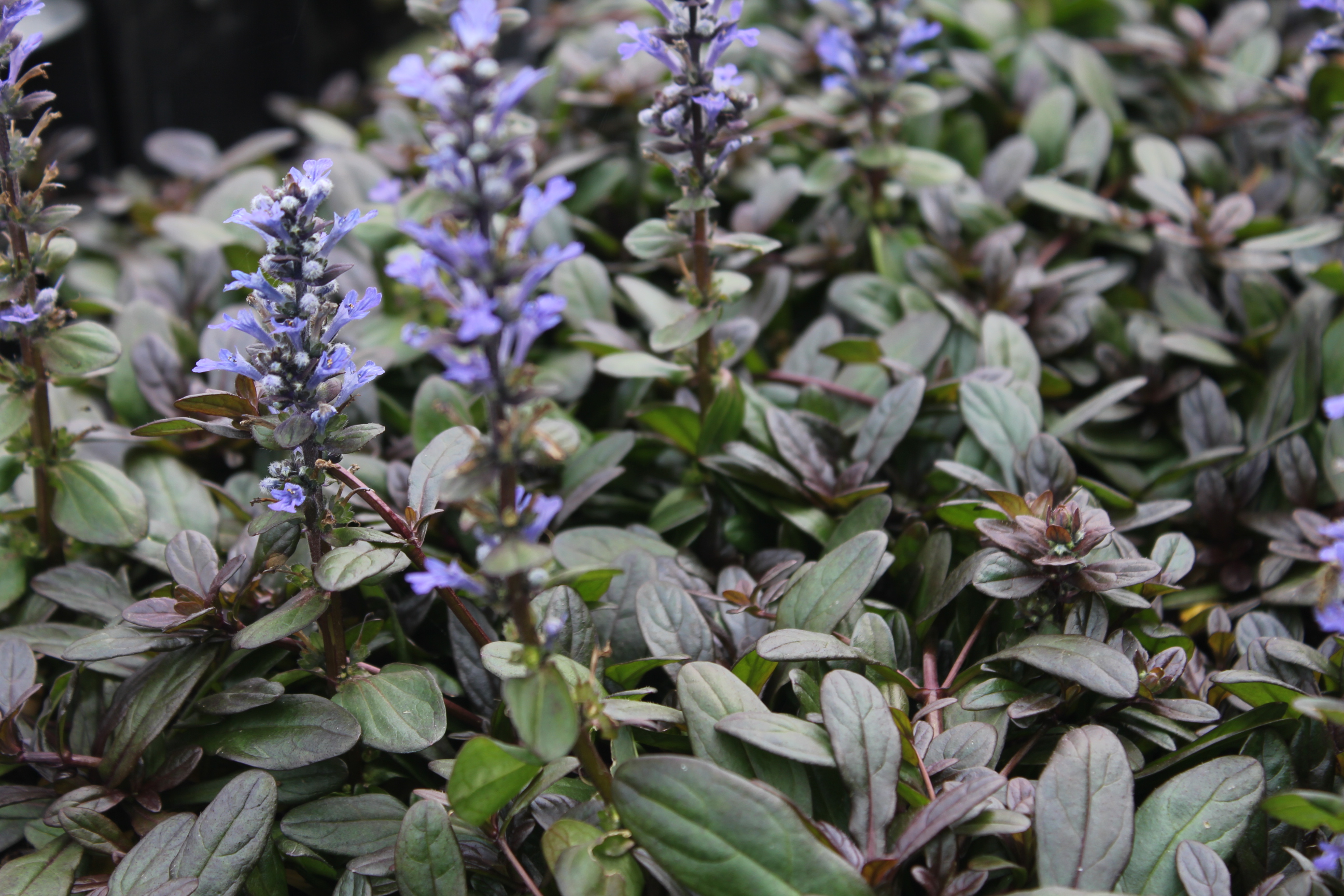 Ajuga reptans 'Chocolate Chips' Ajuga reptans 'Chocolate Chips'