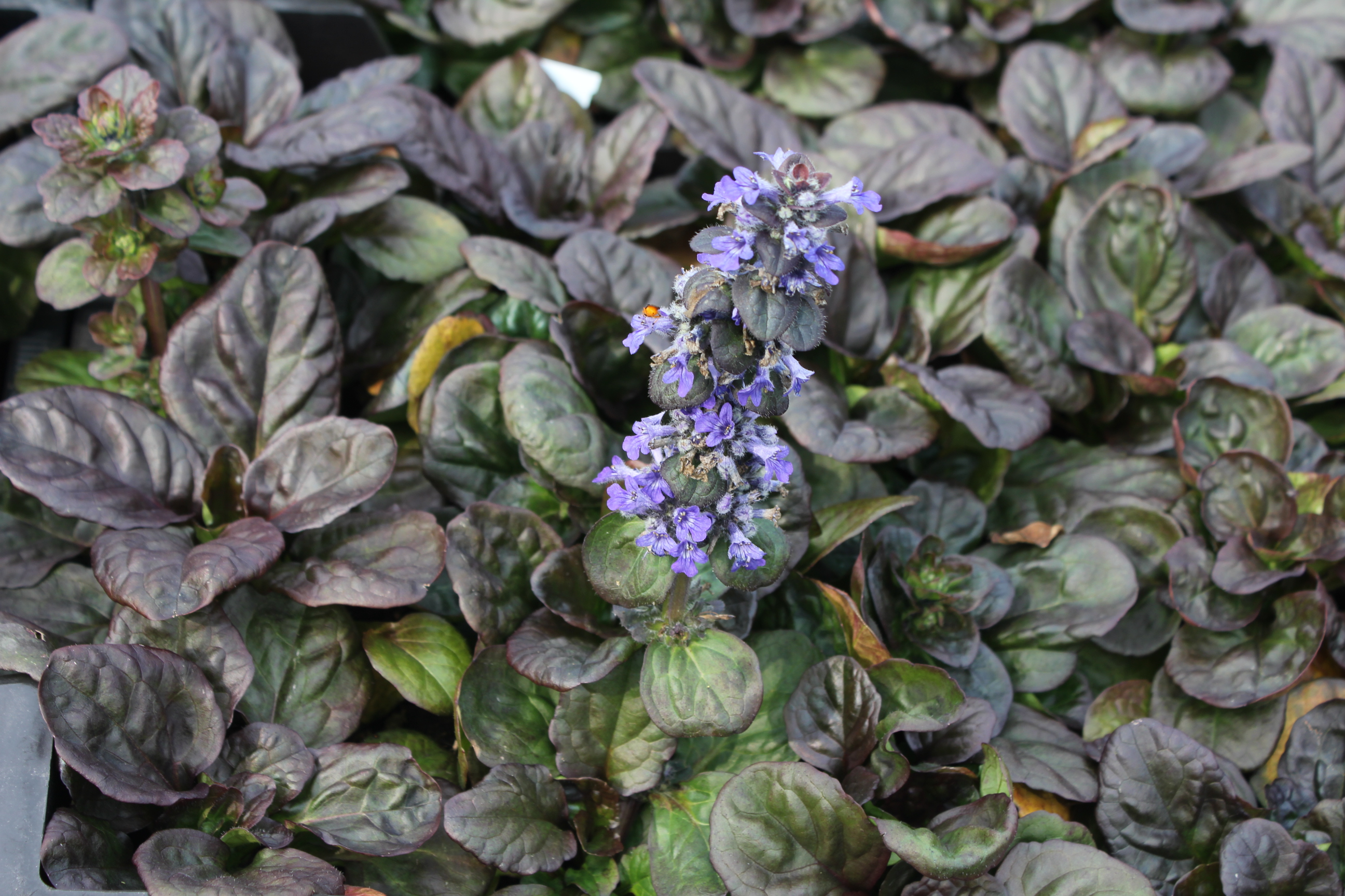 Ajuga reptans 'Catlin's Giant' Ajuga reptans 'Catlin's Giant'