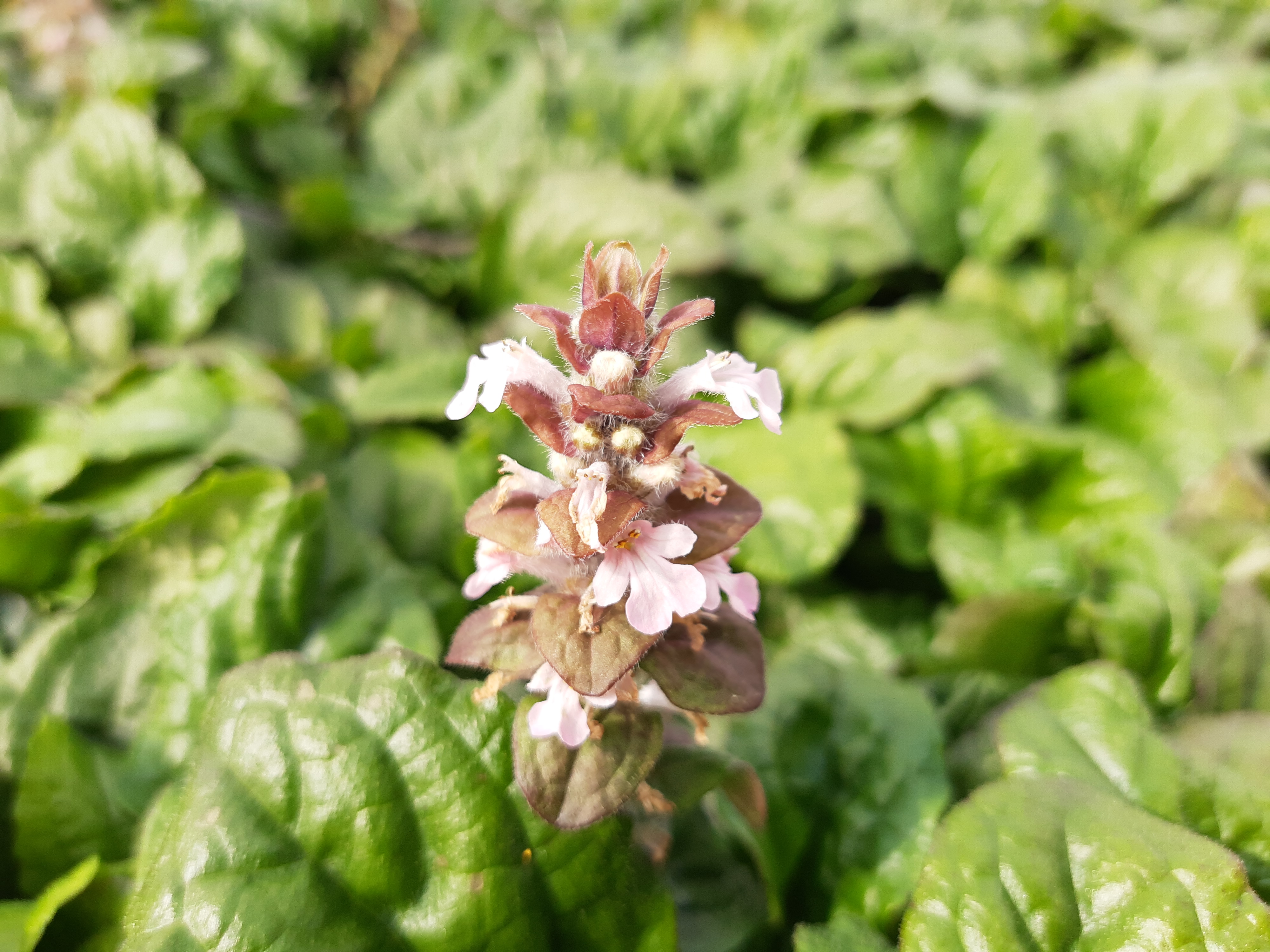Ajuga reptans 'Rosea' Ajuga reptans 'Rosea'