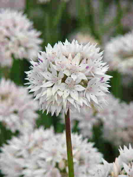 Allium amplectens 'Gracefull' Allium amplectens 'Gracefull'