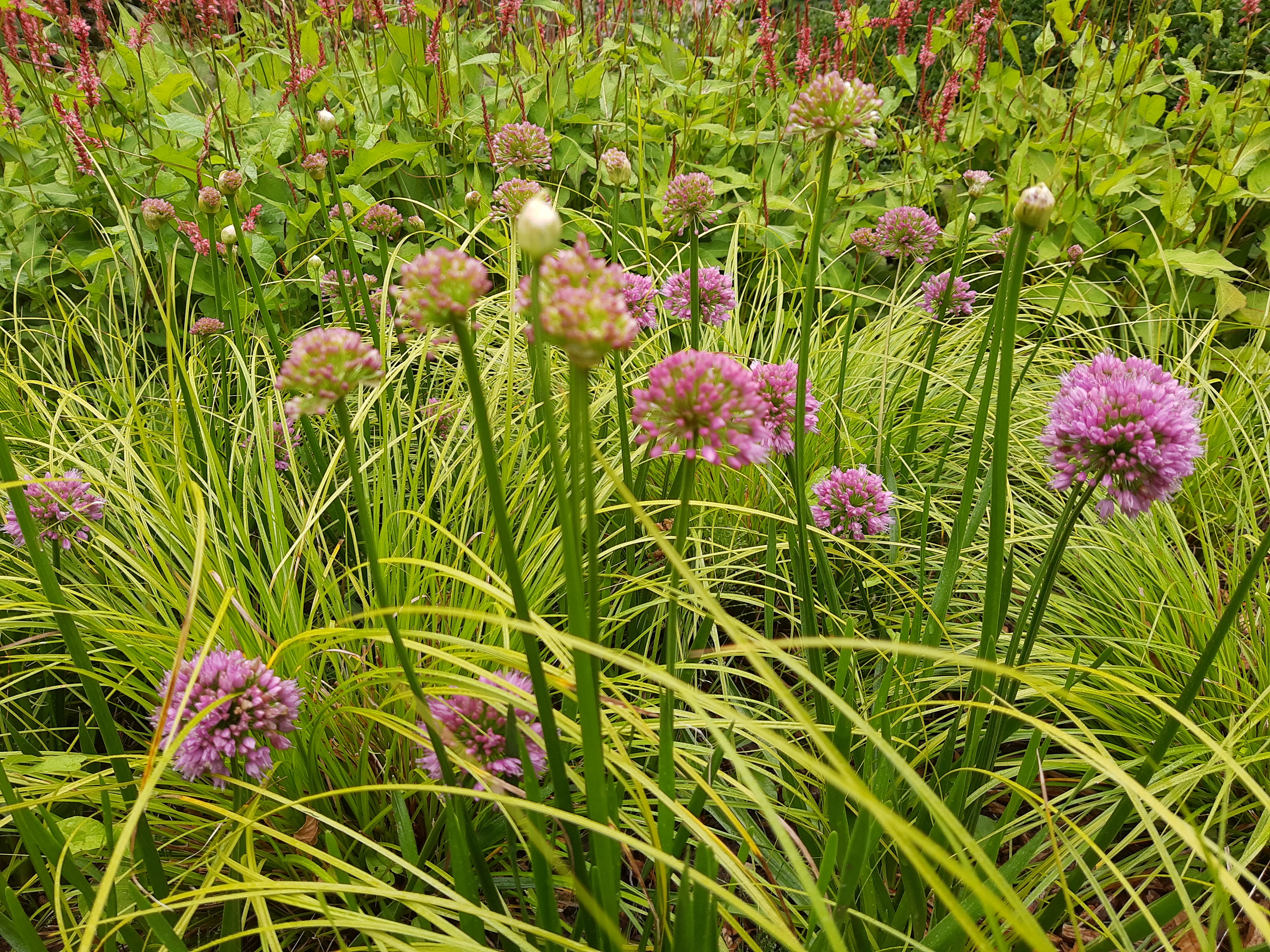 Allium 'Millenium' Allium 'Millenium'