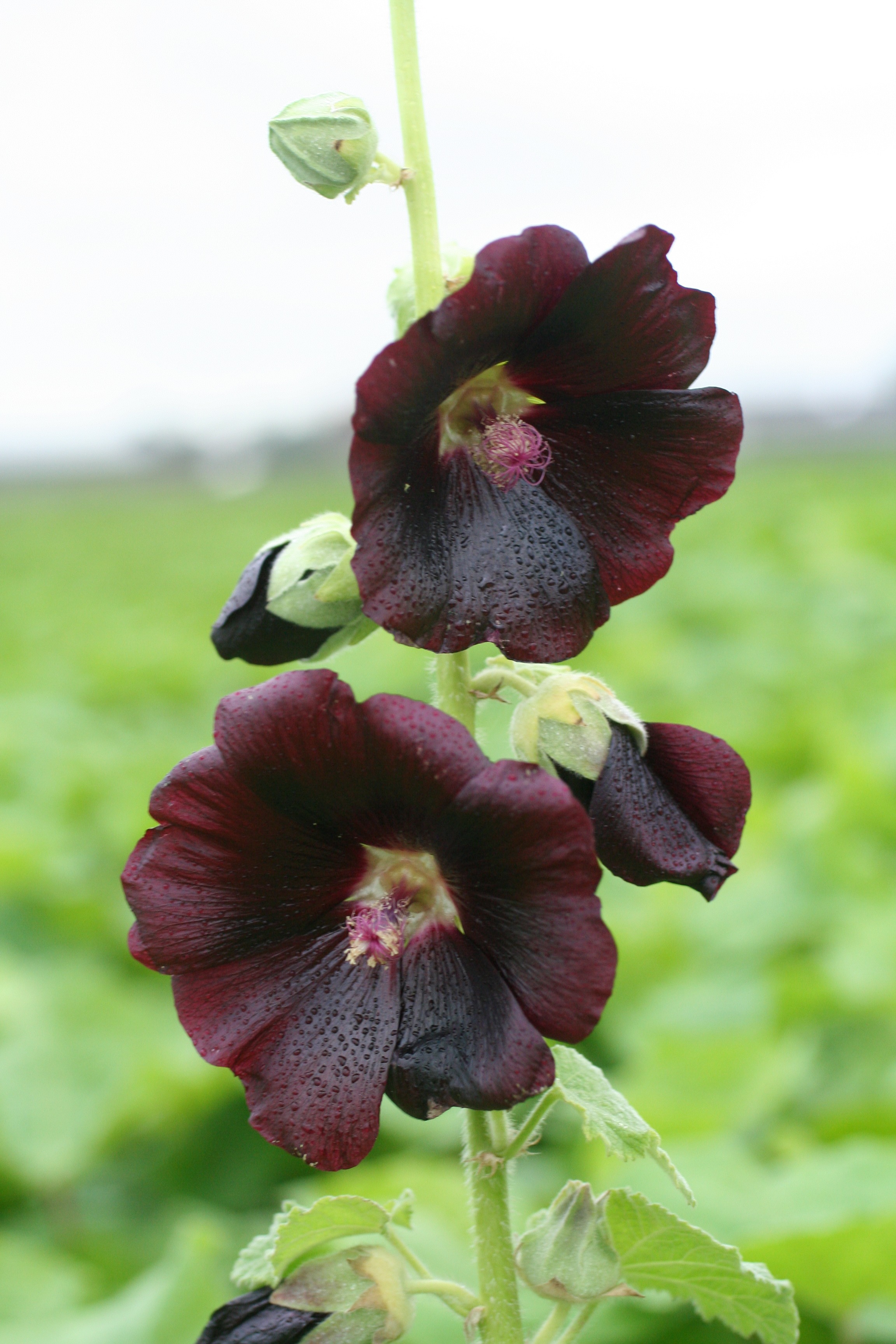 Alcea rosea 'Nigra' Alcea rosea 'Nigra'
