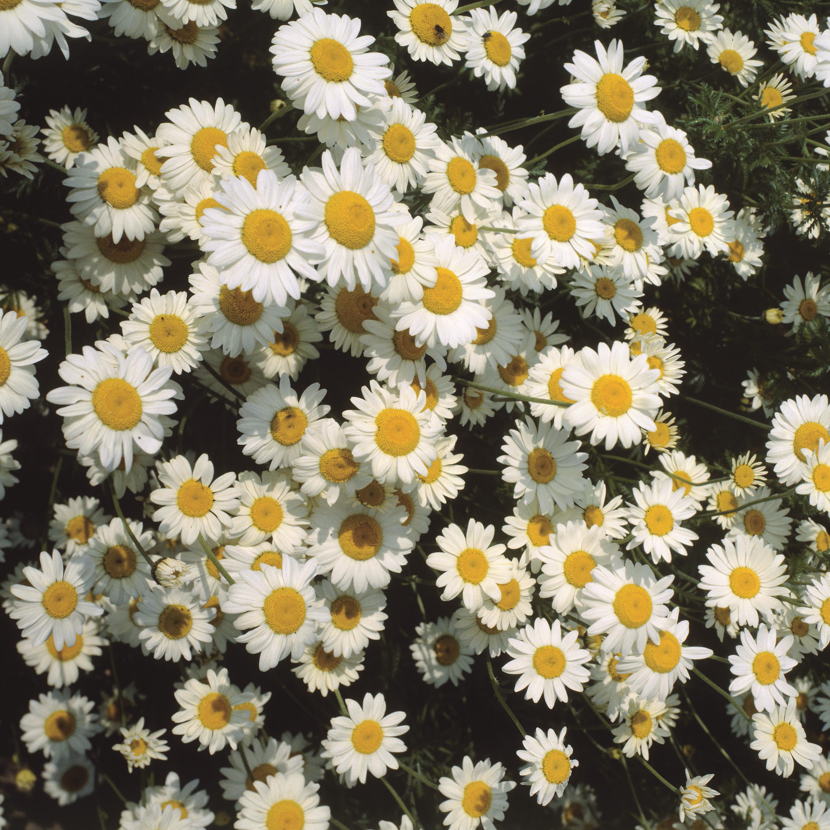 Anthemis carpatica 'Karpatenschnee' Anthemis carpatica 'Karpatenschnee'