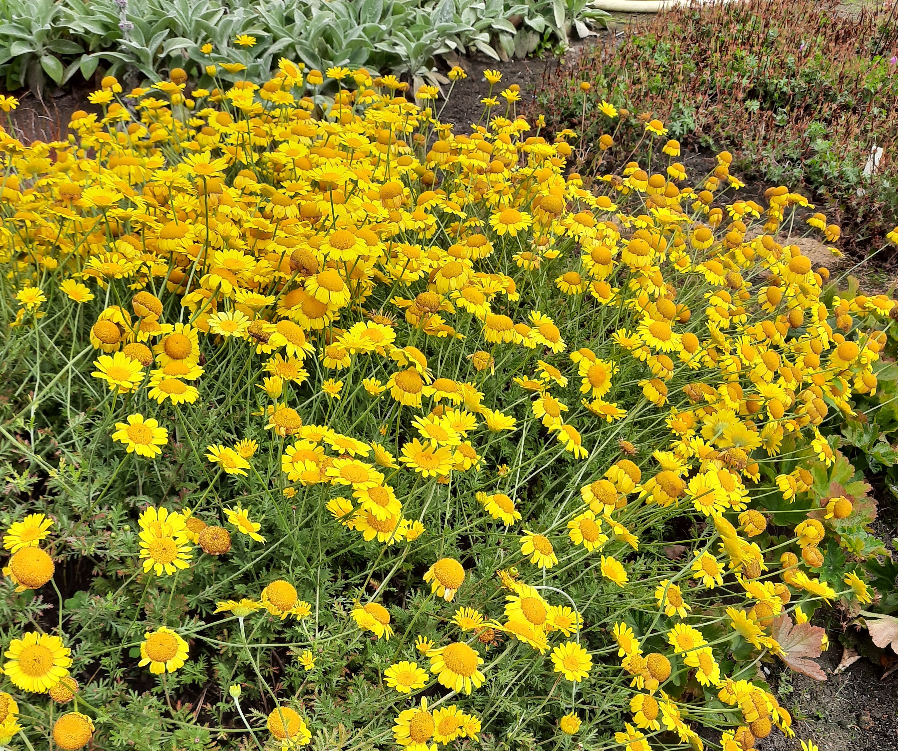Anthemis hybride 'Dwarf Form' Anthemis hybride 'Dwarf Form'