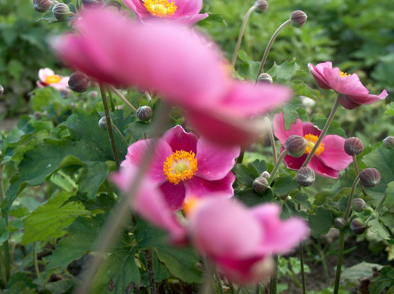 Anemone hybride (x) 'Hadspen Abundance' Anemone hybride (x) 'Hadspen Abundance'