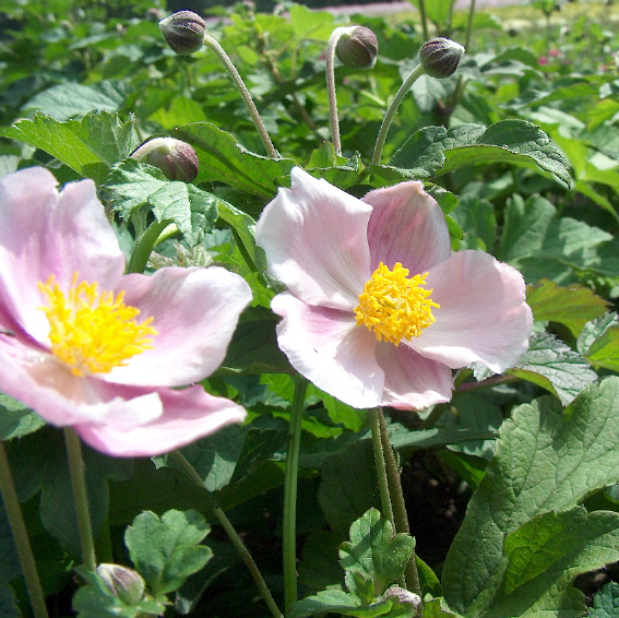 Anemone hupehensis 'September Charm' Anemone hupehensis 'September Charm'