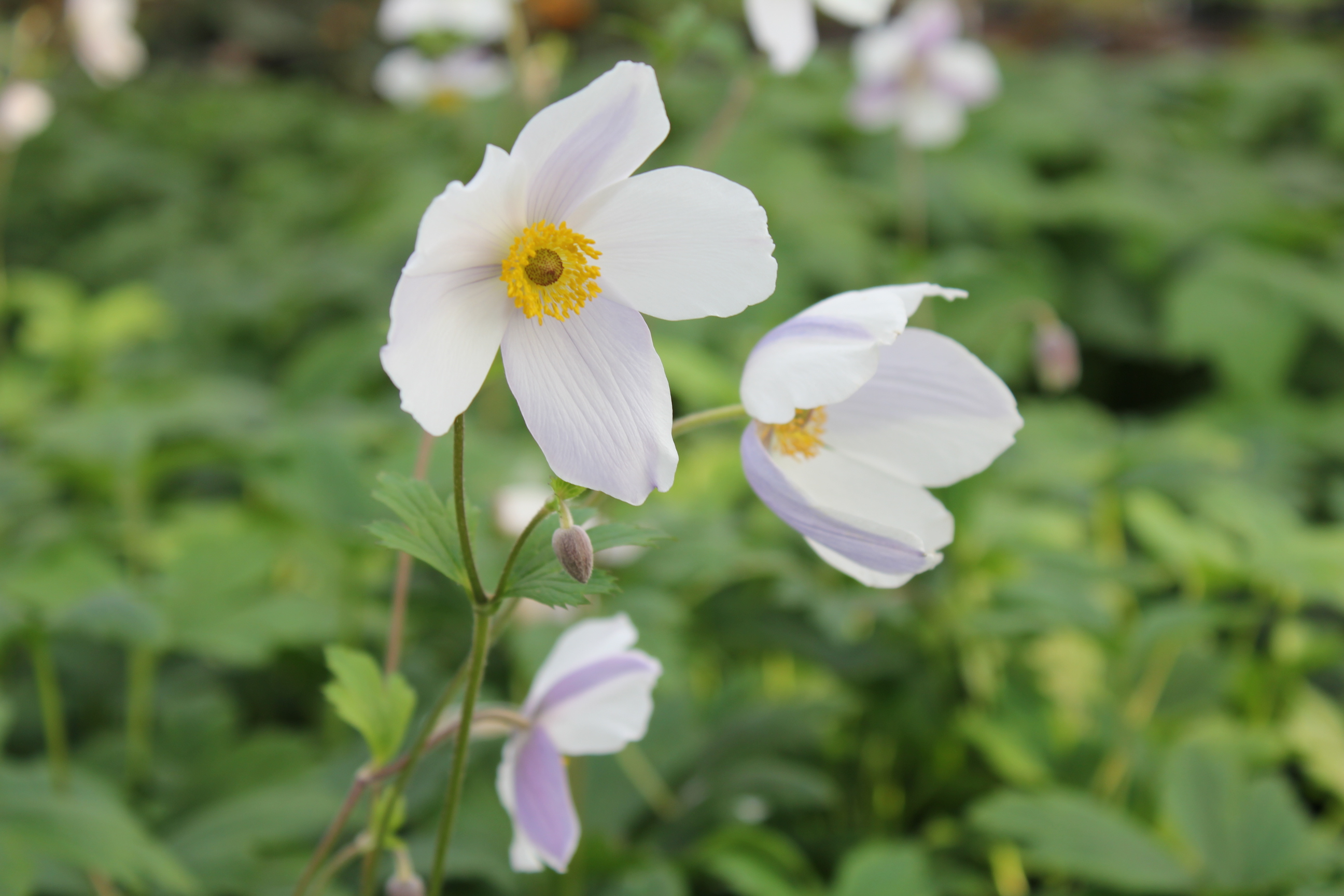 Anemone hybride (x) 'Wild Swan' PBR Anemone hybride (x) 'Wild Swan' PBR