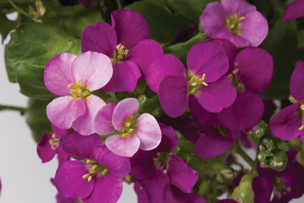 Arabis caucasica 'Compinkie' Arabis caucasica 'Compinkie'