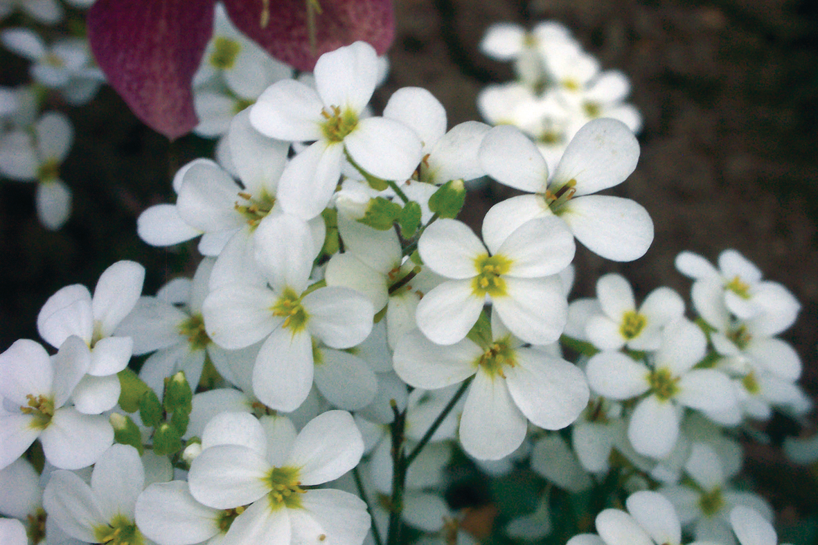 Arabis caucasica 'Snowcap' Arabis caucasica 'Snowcap'