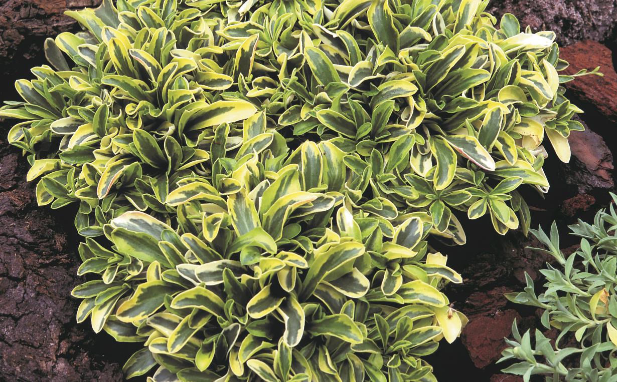 Arabis ferdinandi-cobourgii 'Old Gold' Arabis ferdinandi-cobourgii 'Old Gold'