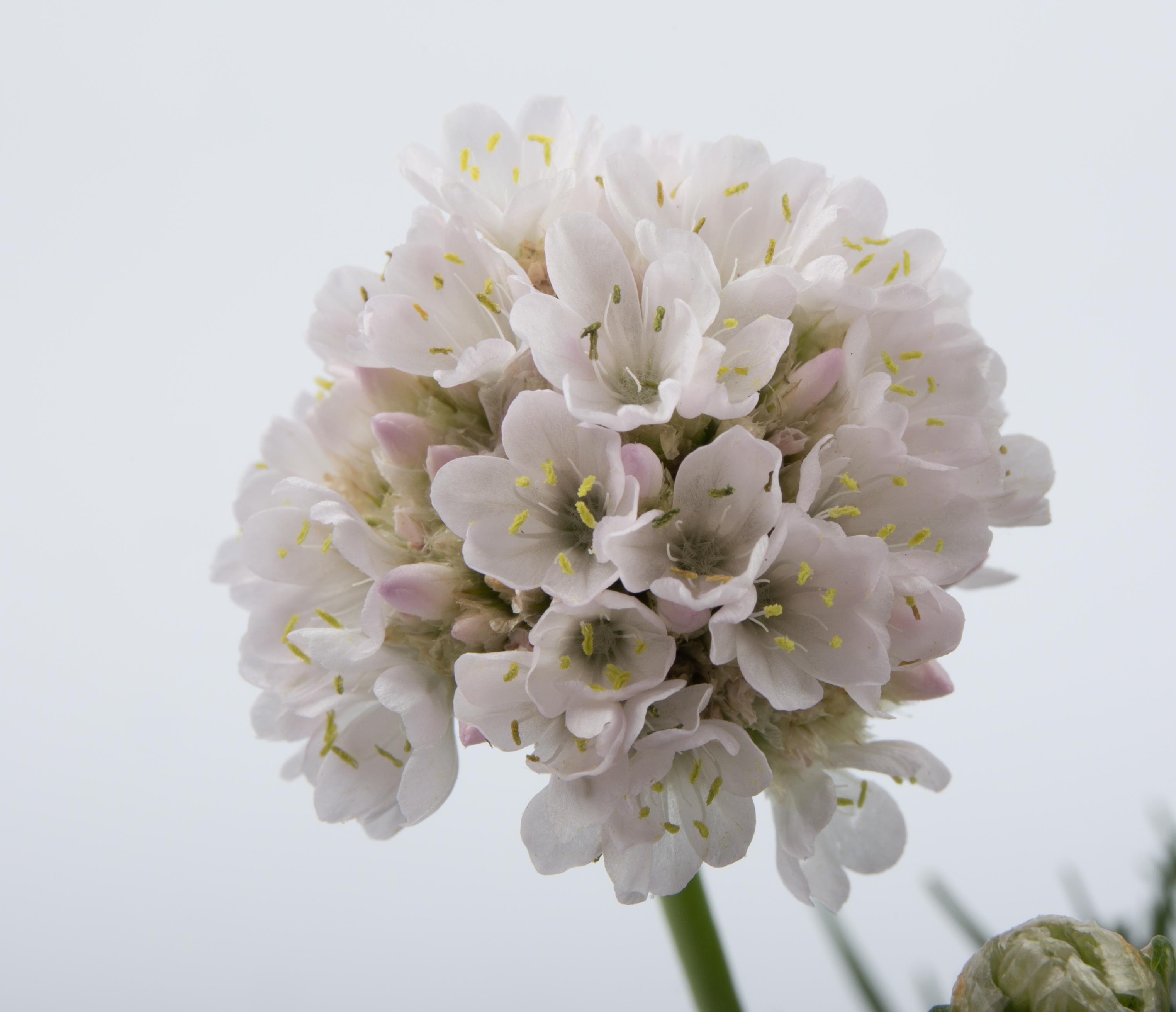 Armeria maritima 'Alba' Armeria maritima 'Alba'