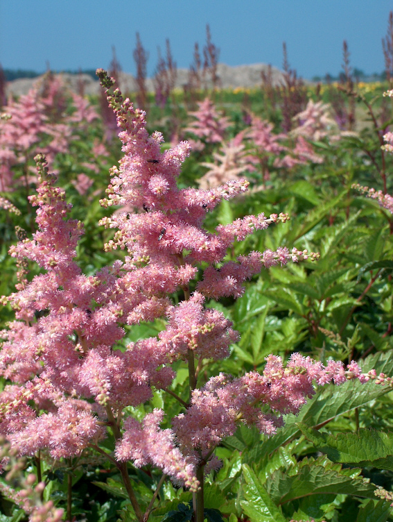 Astilbe Arendsii Bressingham Beauty Verhulst Van Ryckeghem