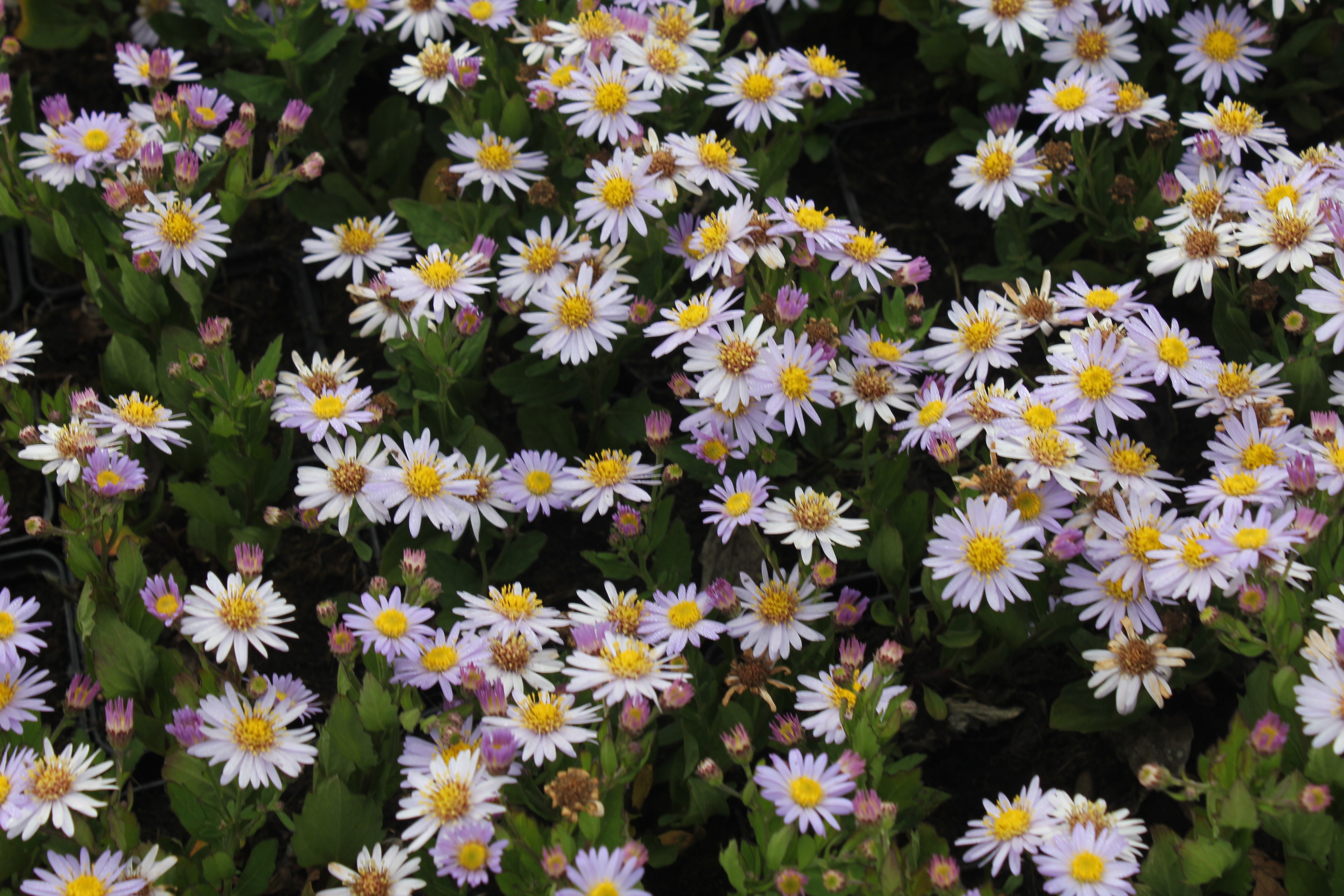 Aster ageratoides 'Stardust' Aster ageratoides 'Stardust'