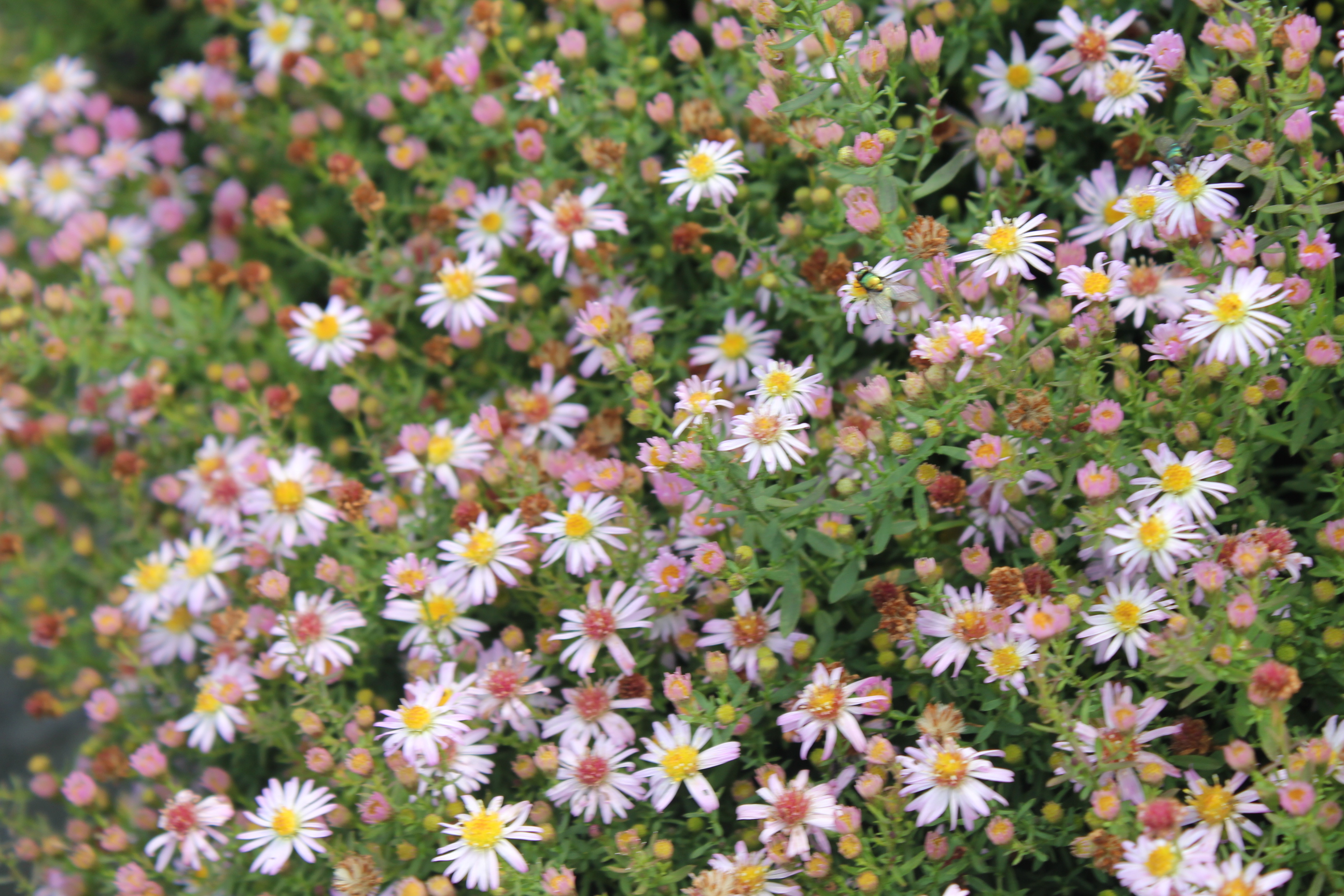 Aster ericoides 'Pink Cloud' Aster ericoides 'Pink Cloud'